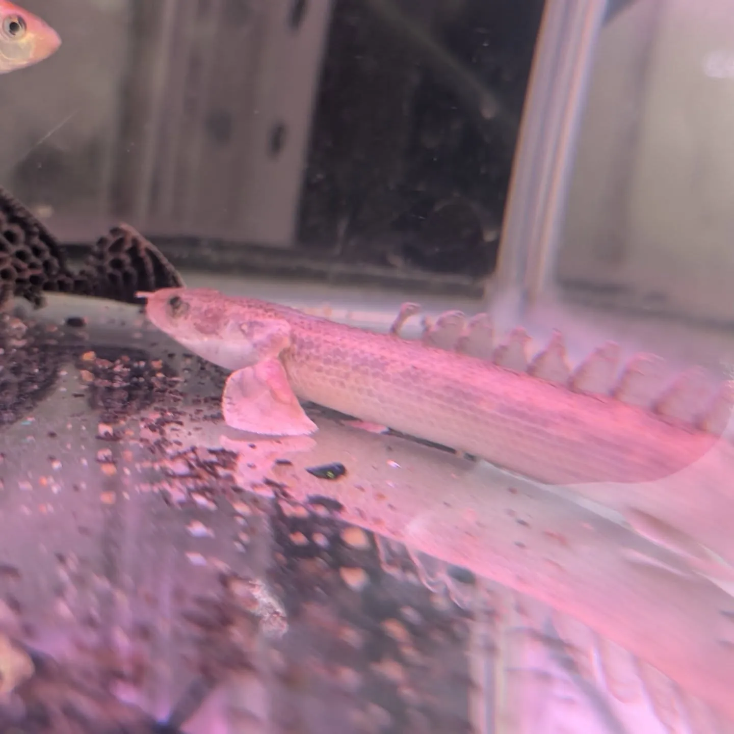 本日の入荷情報✨(熱帯魚、金魚)