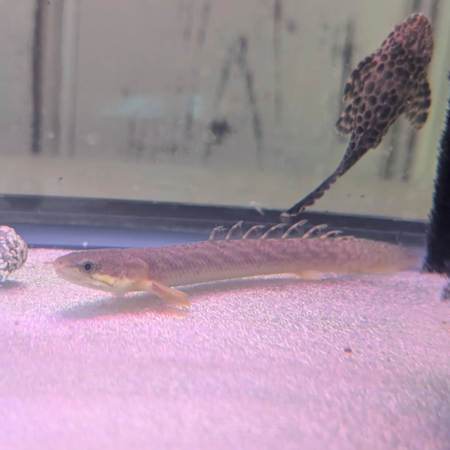 本日の入荷情報✨(熱帯魚、金魚)