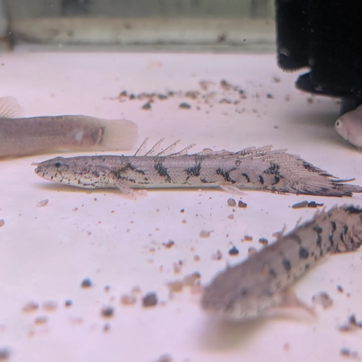 本日の入荷情報✨(熱帯魚、金魚)