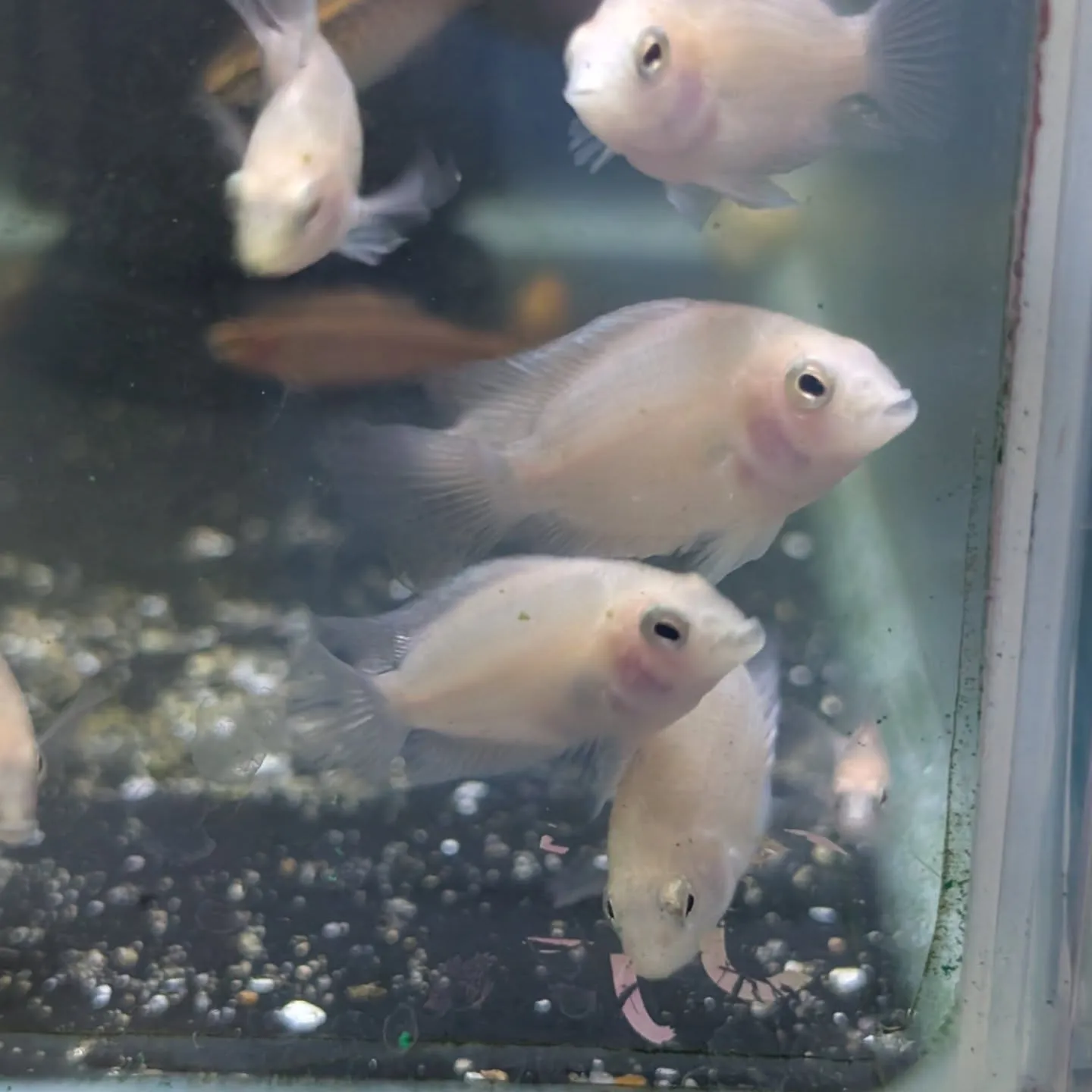本日の入荷情報✨(熱帯魚、金魚)