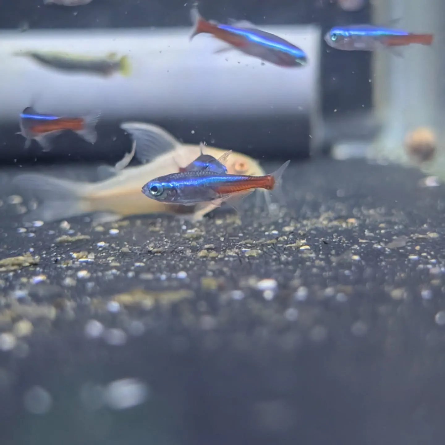 本日の入荷情報✨(熱帯魚、金魚)