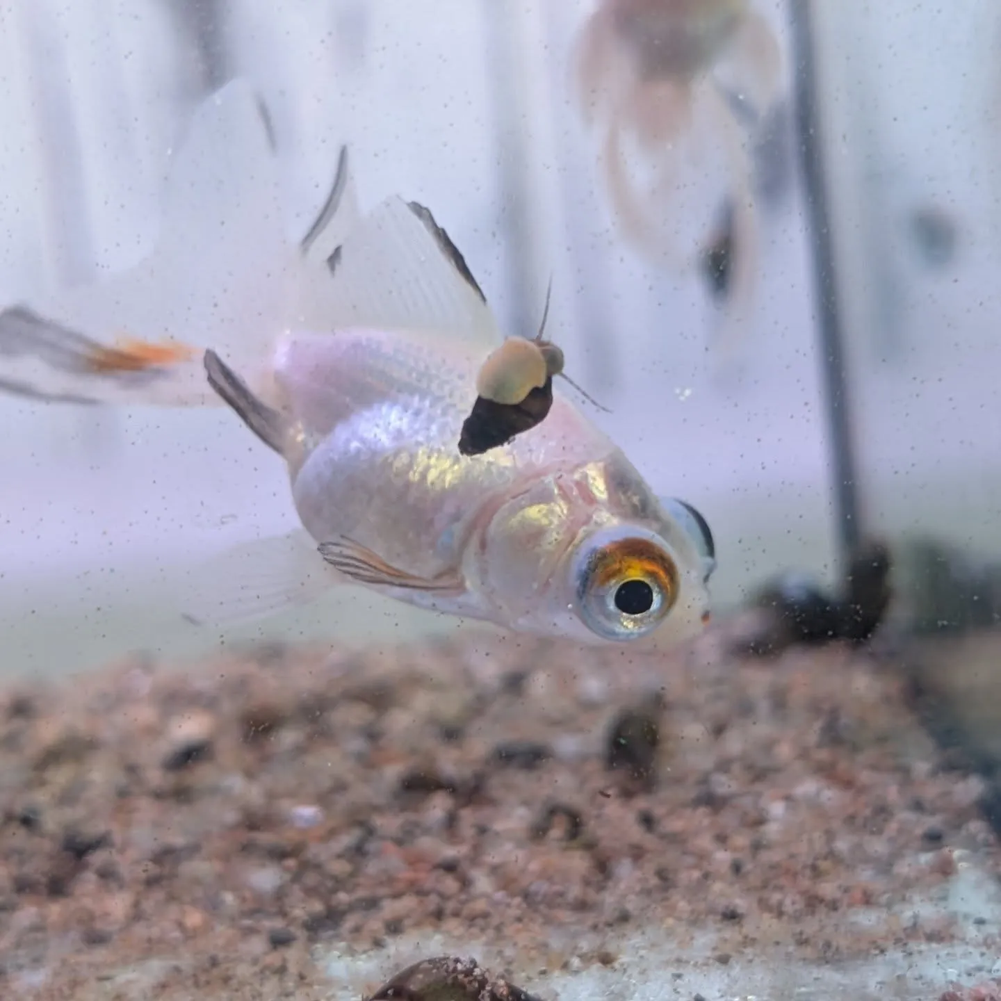 本日の入荷情報✨(熱帯魚、金魚)
