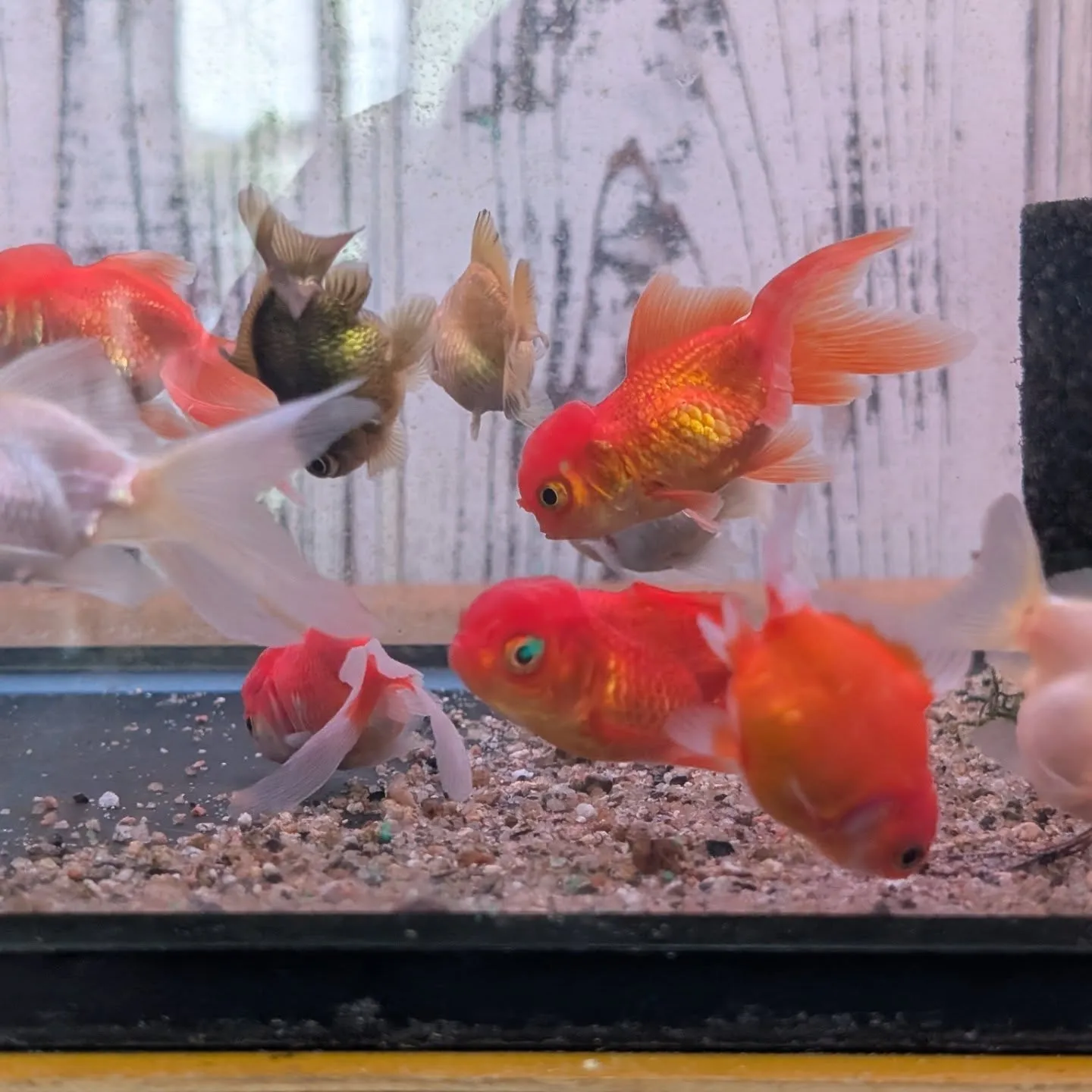 本日の入荷情報✨(熱帯魚、金魚)