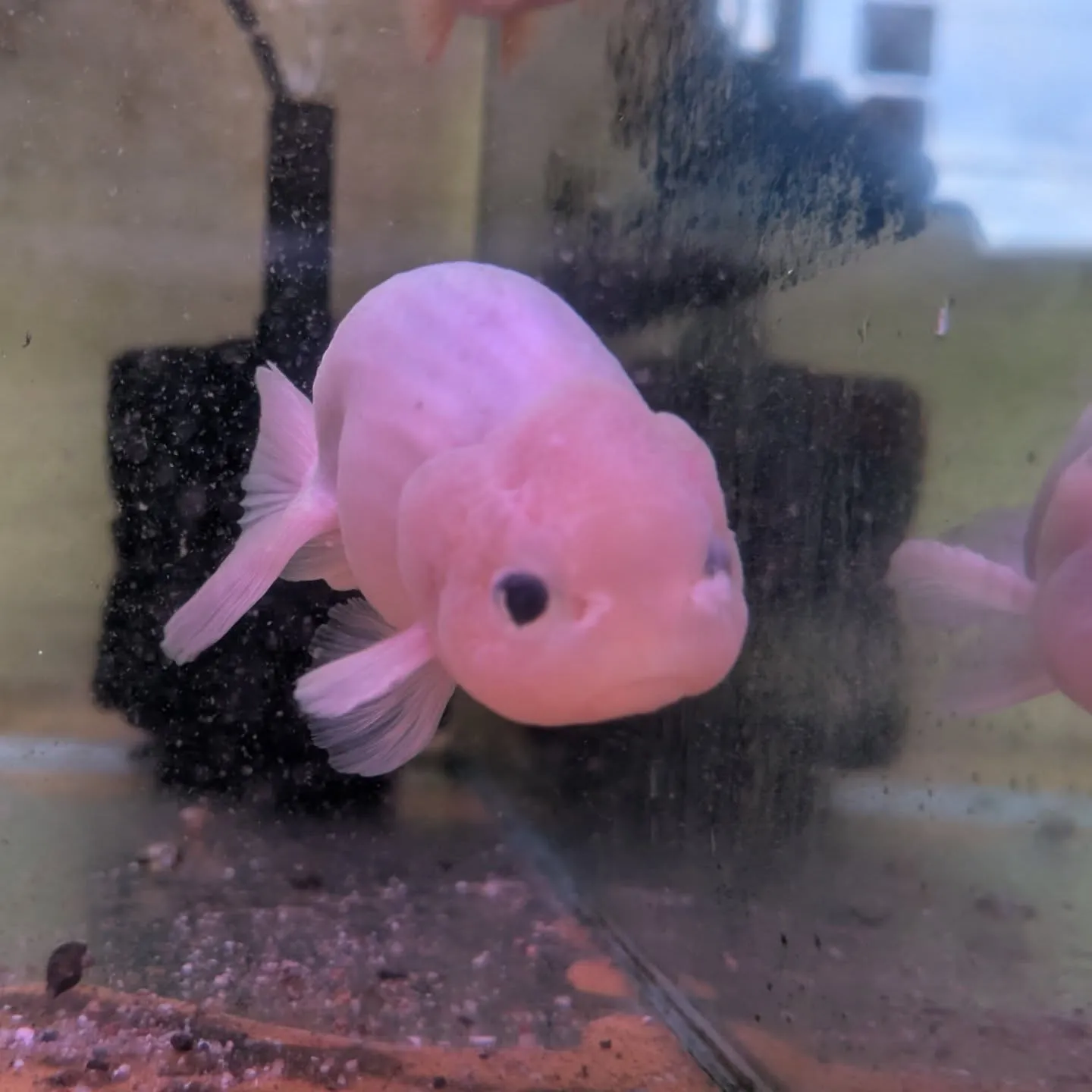 本日の入荷情報✨(金魚、熱帯魚)
