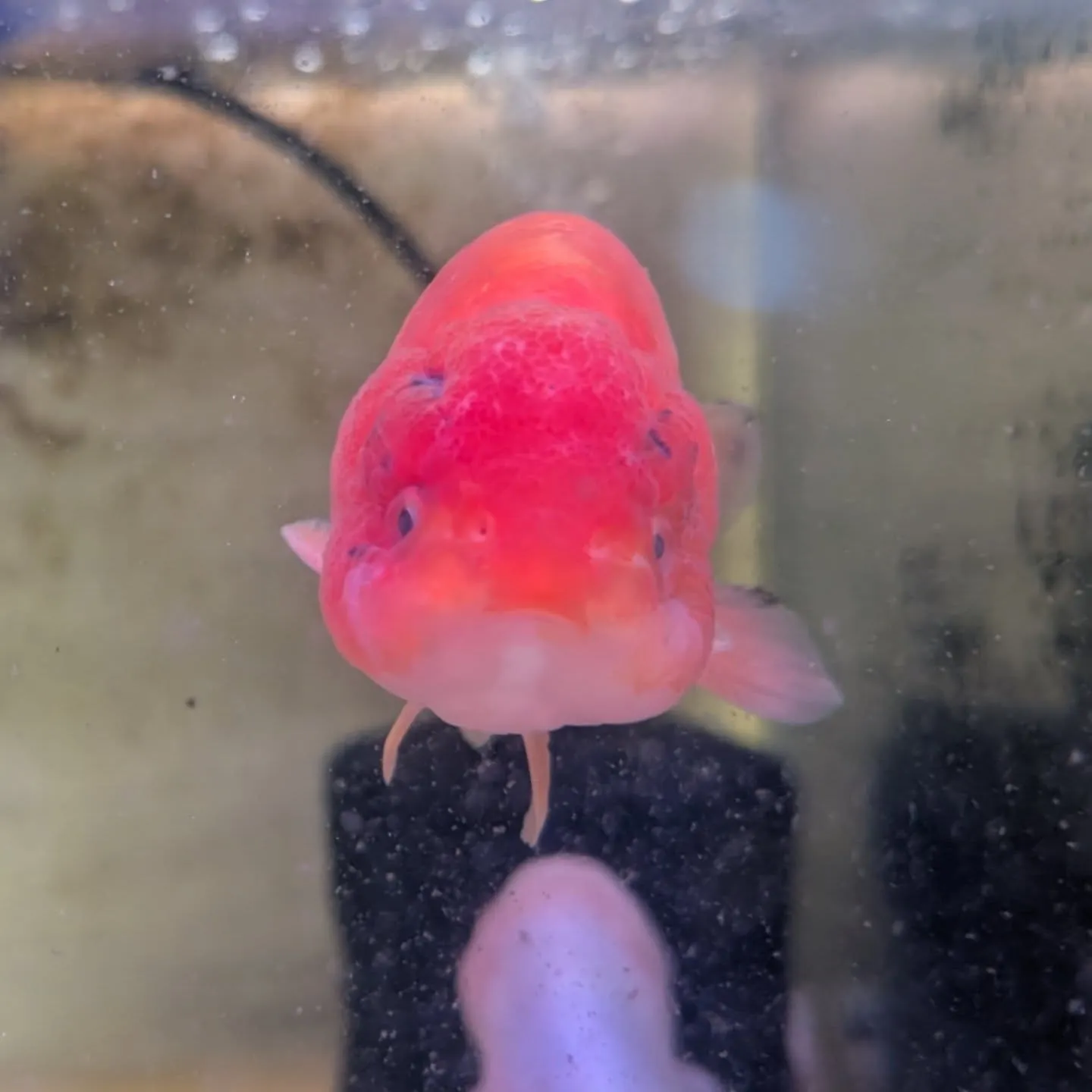 本日の入荷情報✨(金魚、熱帯魚)