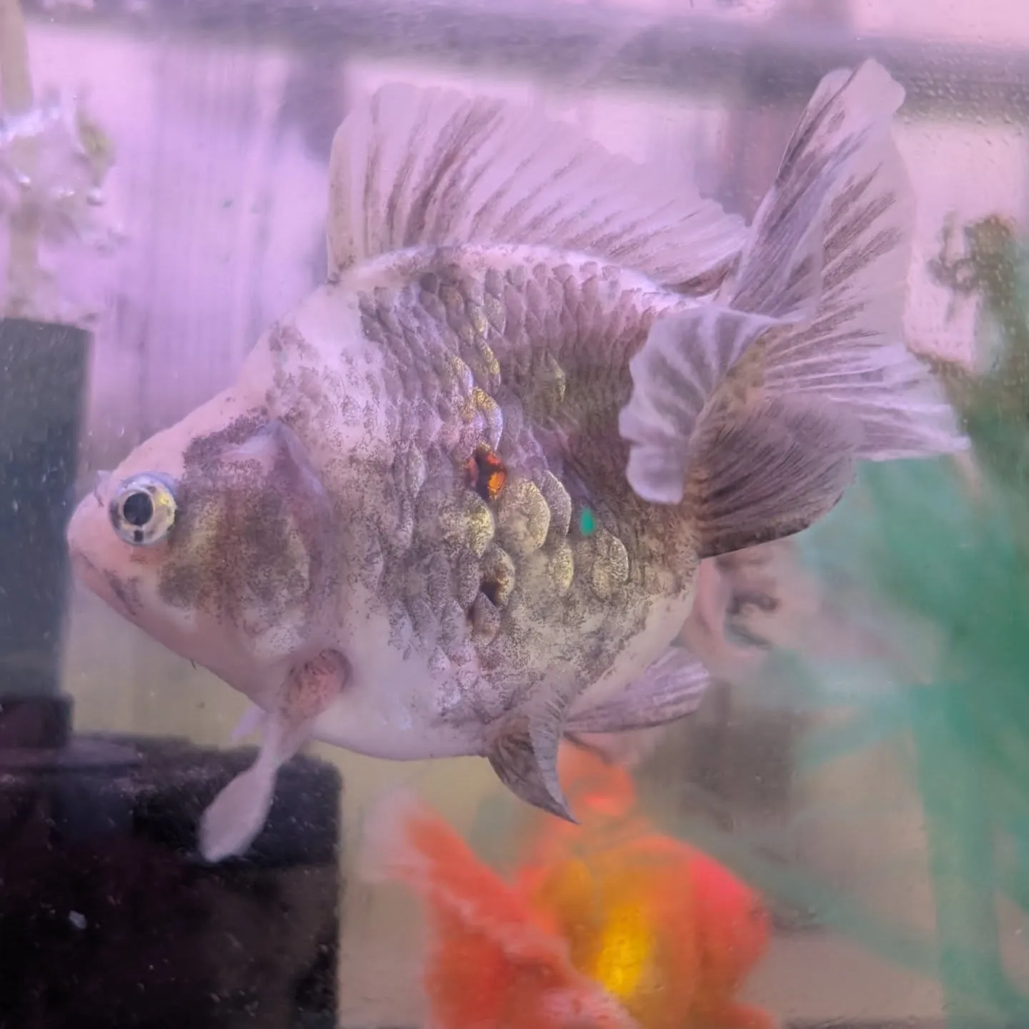 本日の入荷情報✨(金魚、熱帯魚)