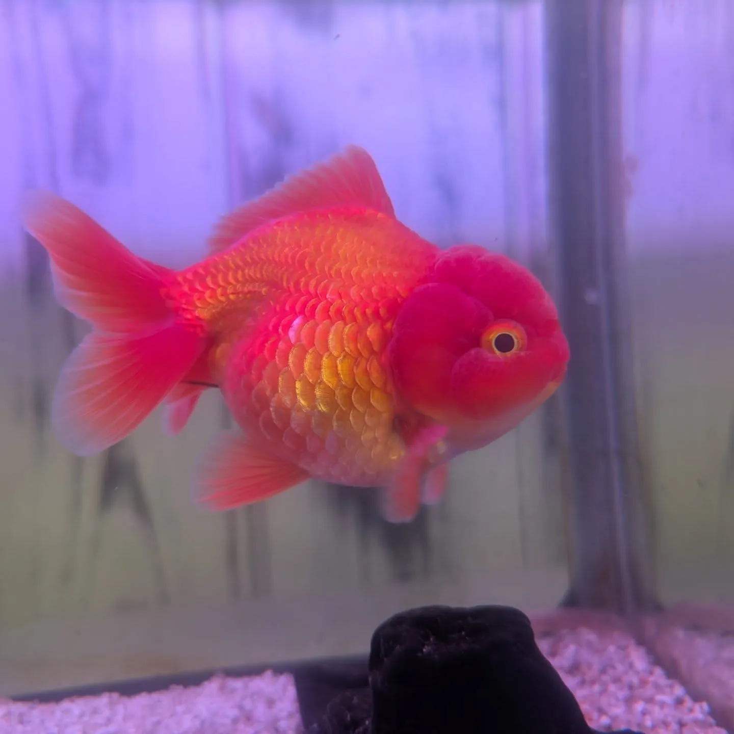 本日の入荷情報✨(金魚、熱帯魚)