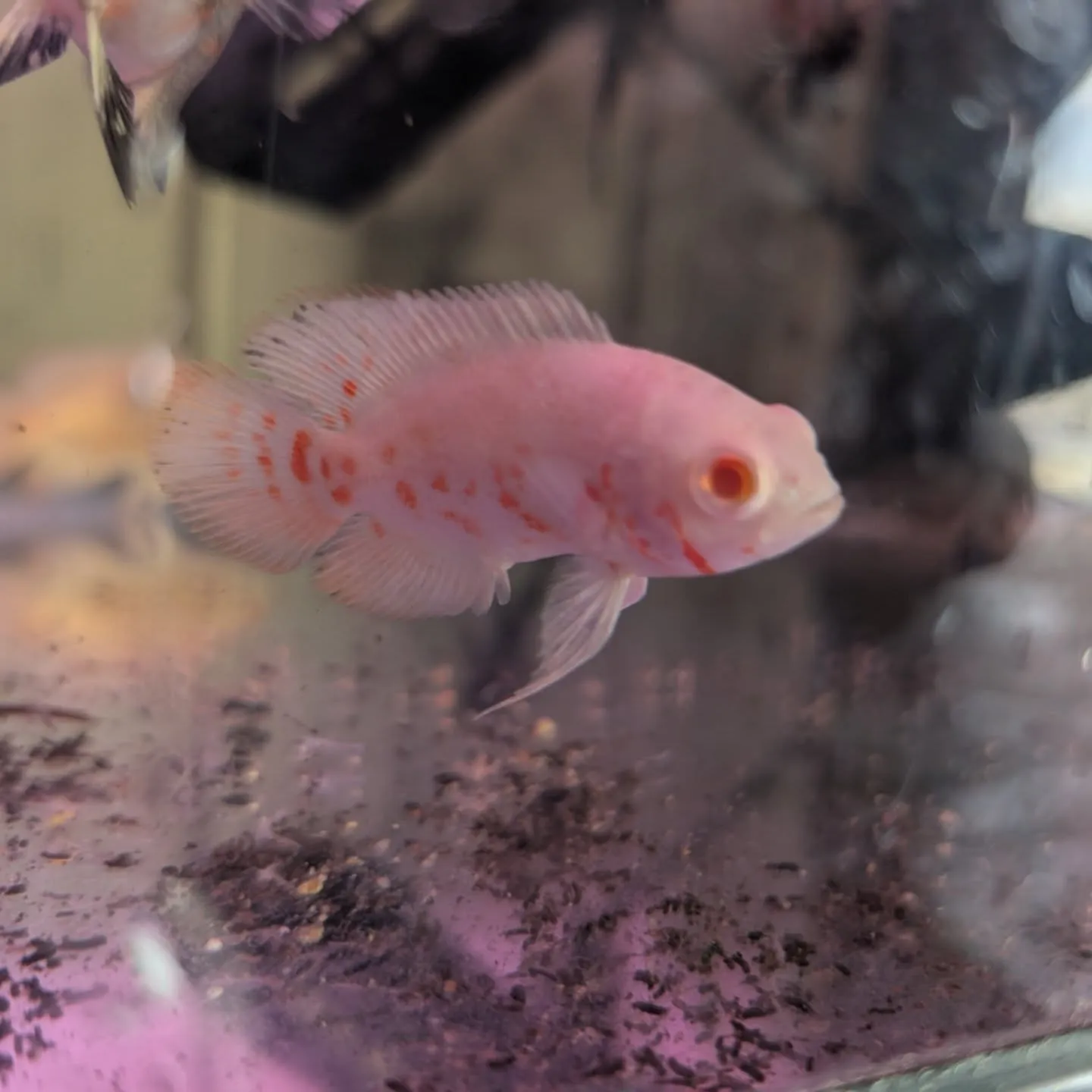 本日の入荷情報✨(金魚、熱帯魚)
