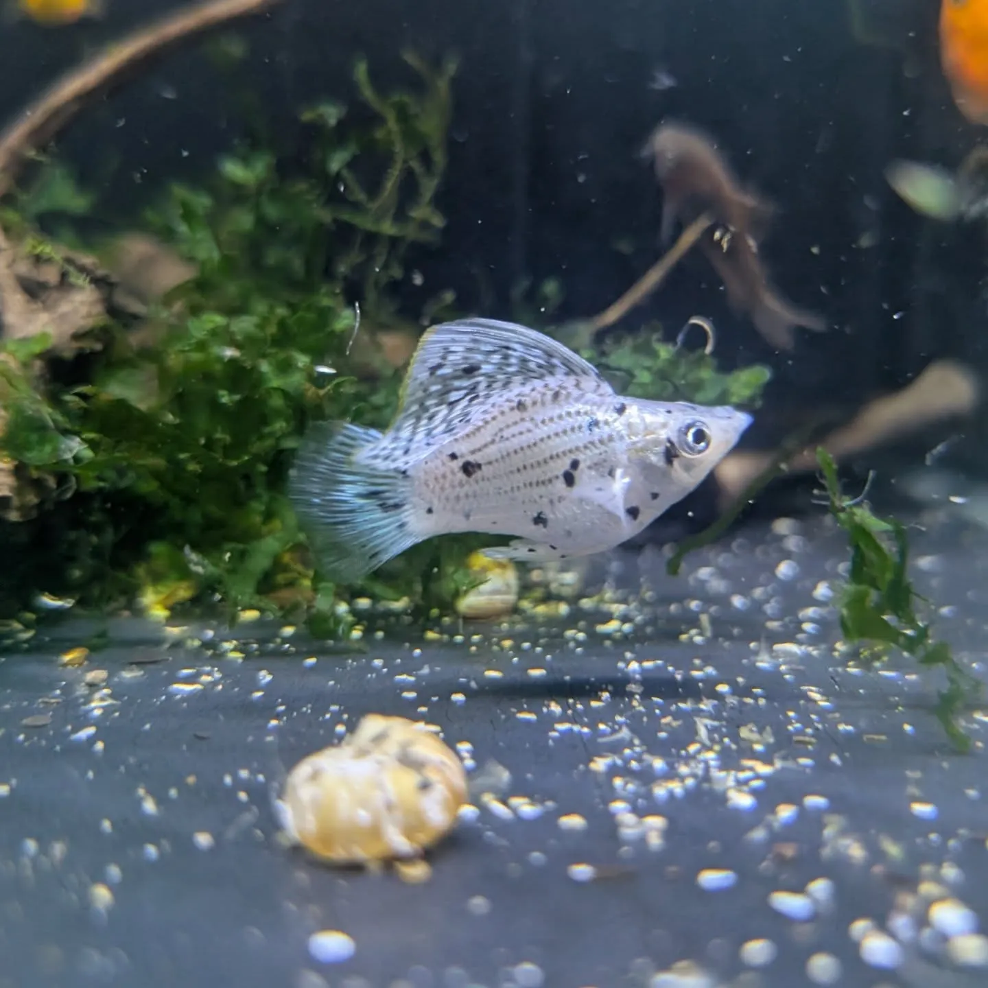 本日の入荷情報✨(金魚、熱帯魚)