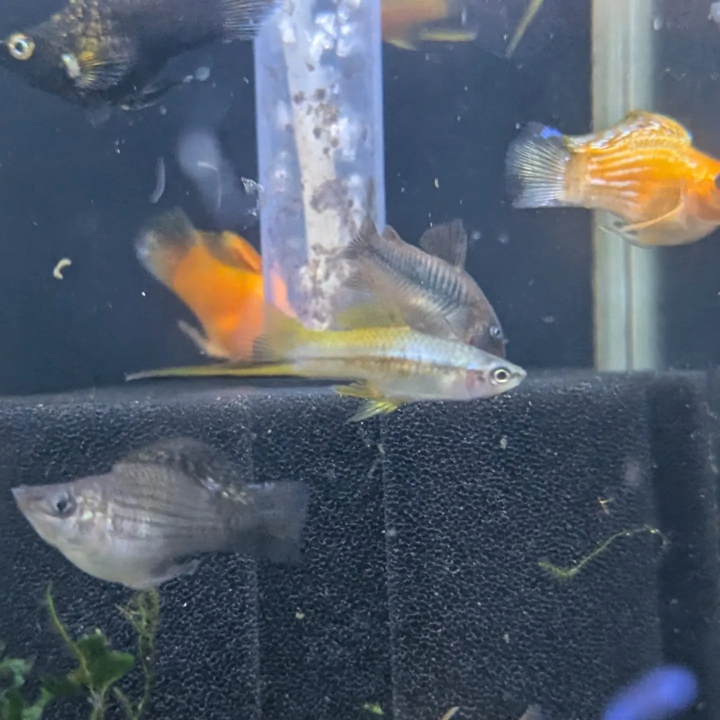 本日の入荷情報✨(金魚、熱帯魚)