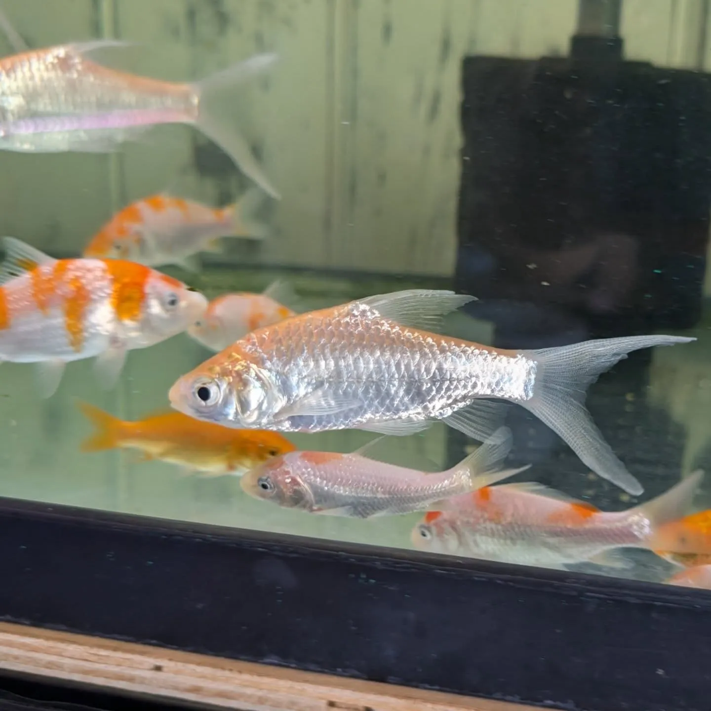 本日の入荷情報✨(熱帯魚)
