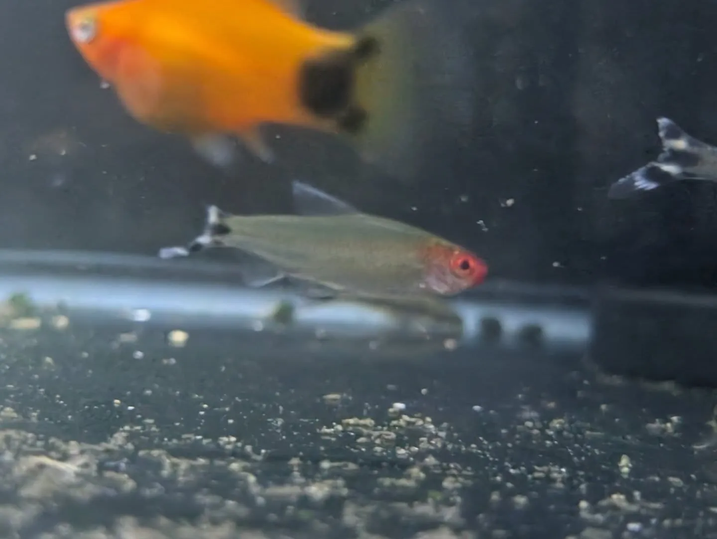 本日の入荷情報✨(メダカ、熱帯魚)