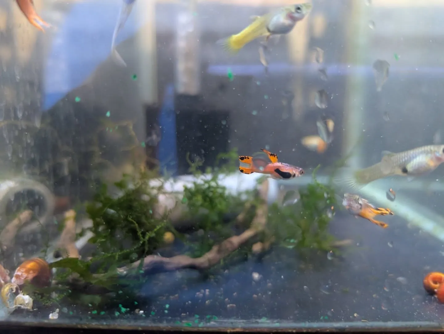 本日の入荷情報✨(メダカ、熱帯魚)