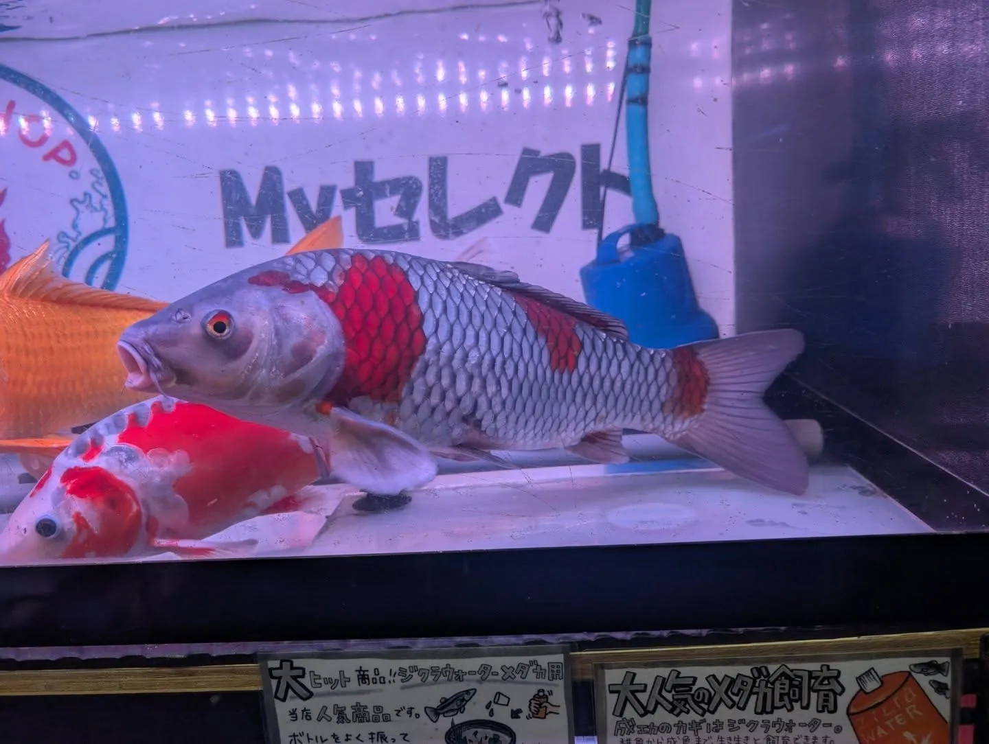 本日の入荷情報✨(錦鯉、金魚)