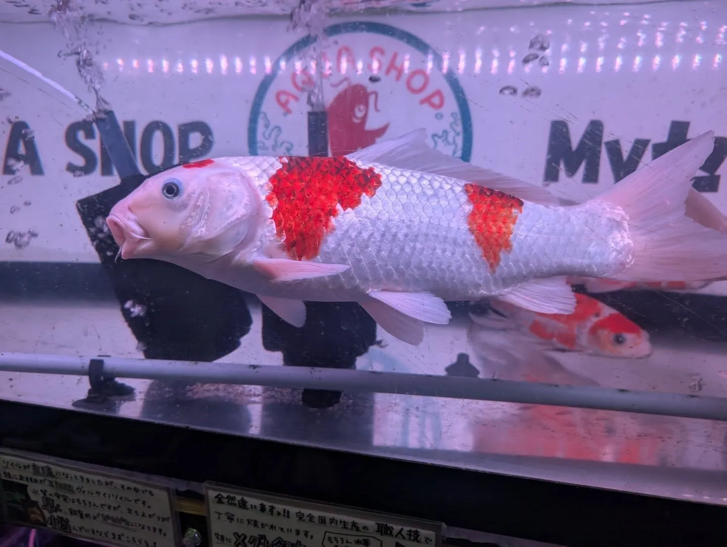 本日の入荷情報✨(錦鯉、金魚)