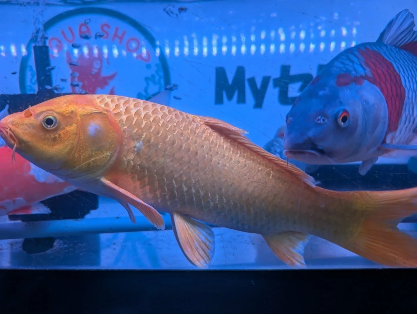 本日の入荷情報✨(錦鯉、金魚)