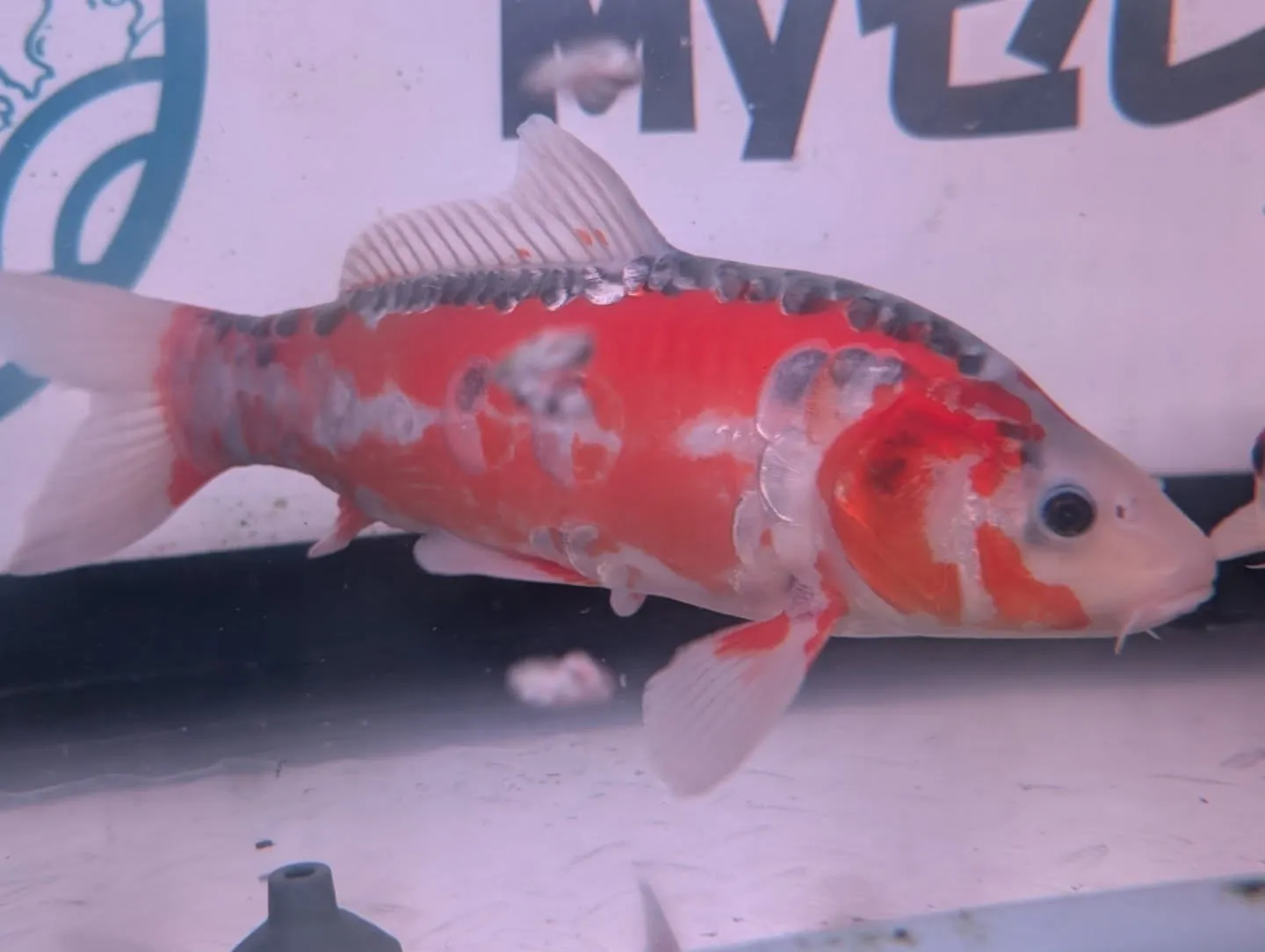 本日の入荷情報✨(錦鯉、金魚)