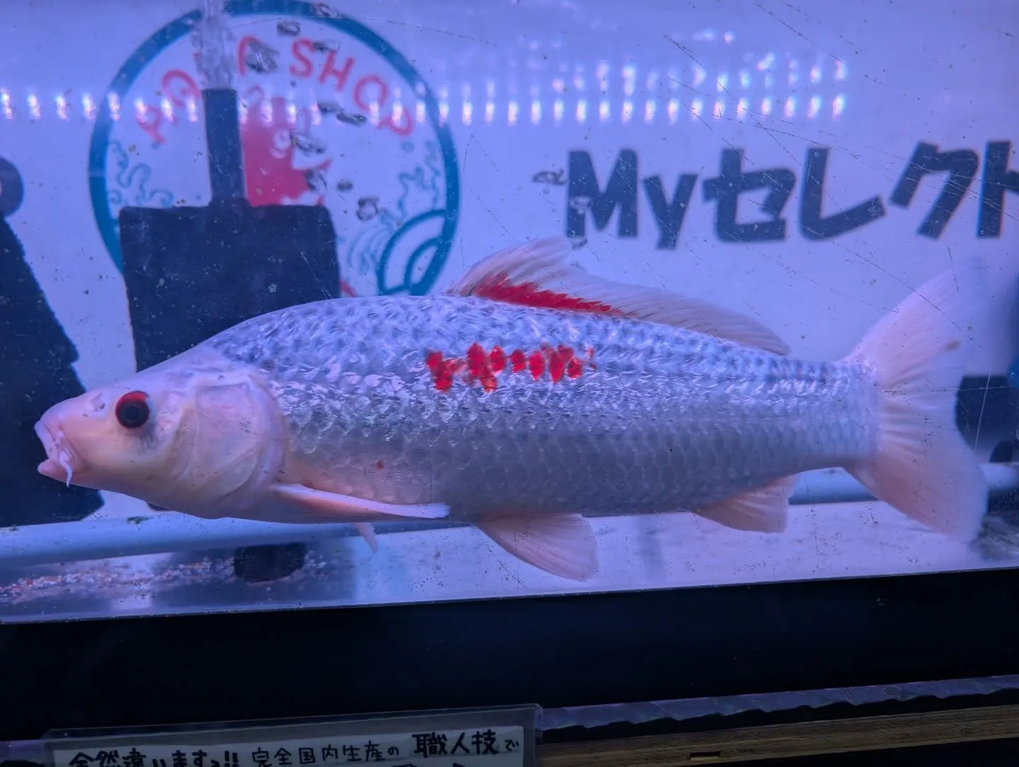 本日の入荷情報✨(錦鯉、金魚)