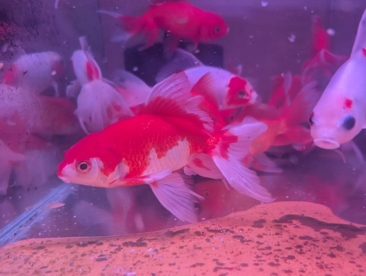 本日の入荷情報✨(錦鯉、金魚)