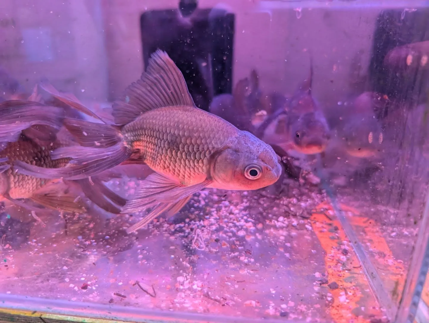 本日の入荷情報✨(錦鯉、金魚)