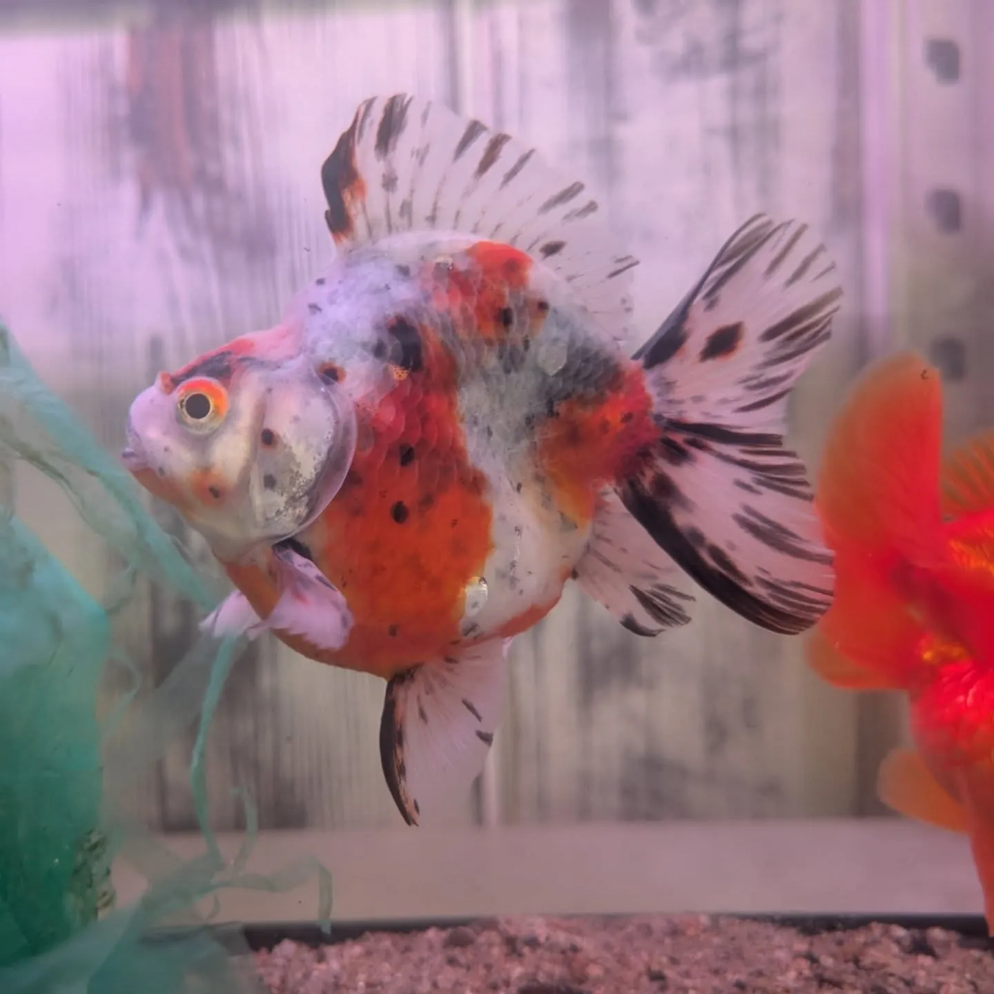 本日の入荷情報✨(金魚、エビ、鯉仔)