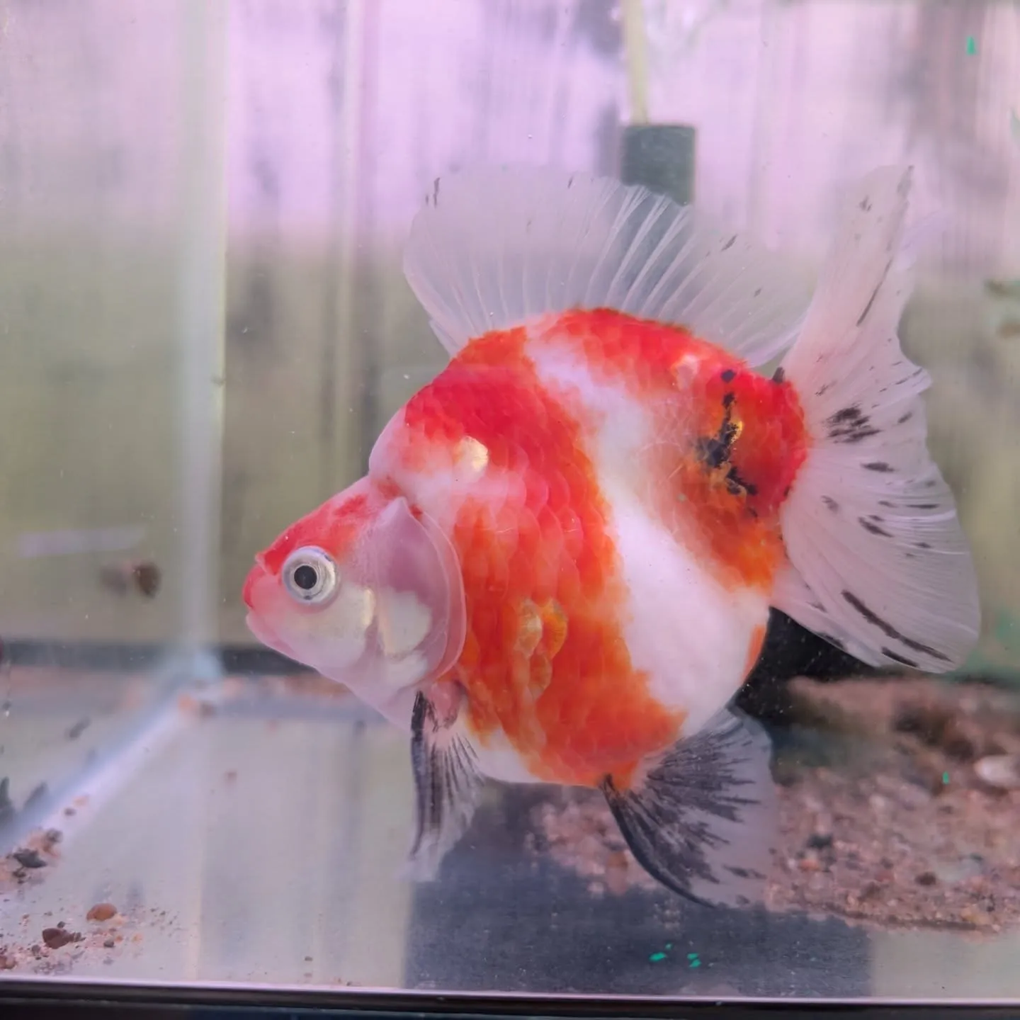 本日の入荷情報✨(金魚、エビ、鯉仔)