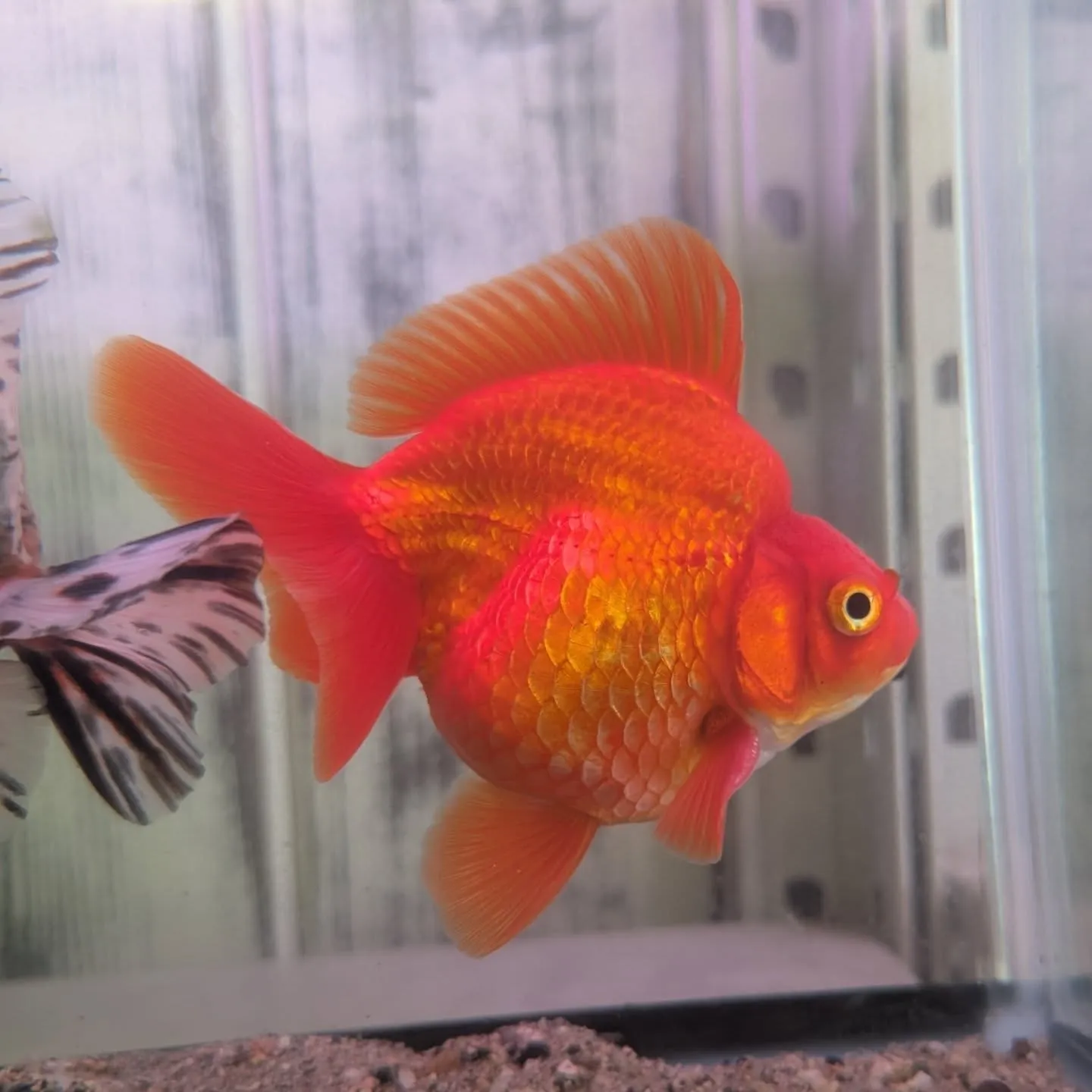 本日の入荷情報✨(金魚、エビ、鯉仔)