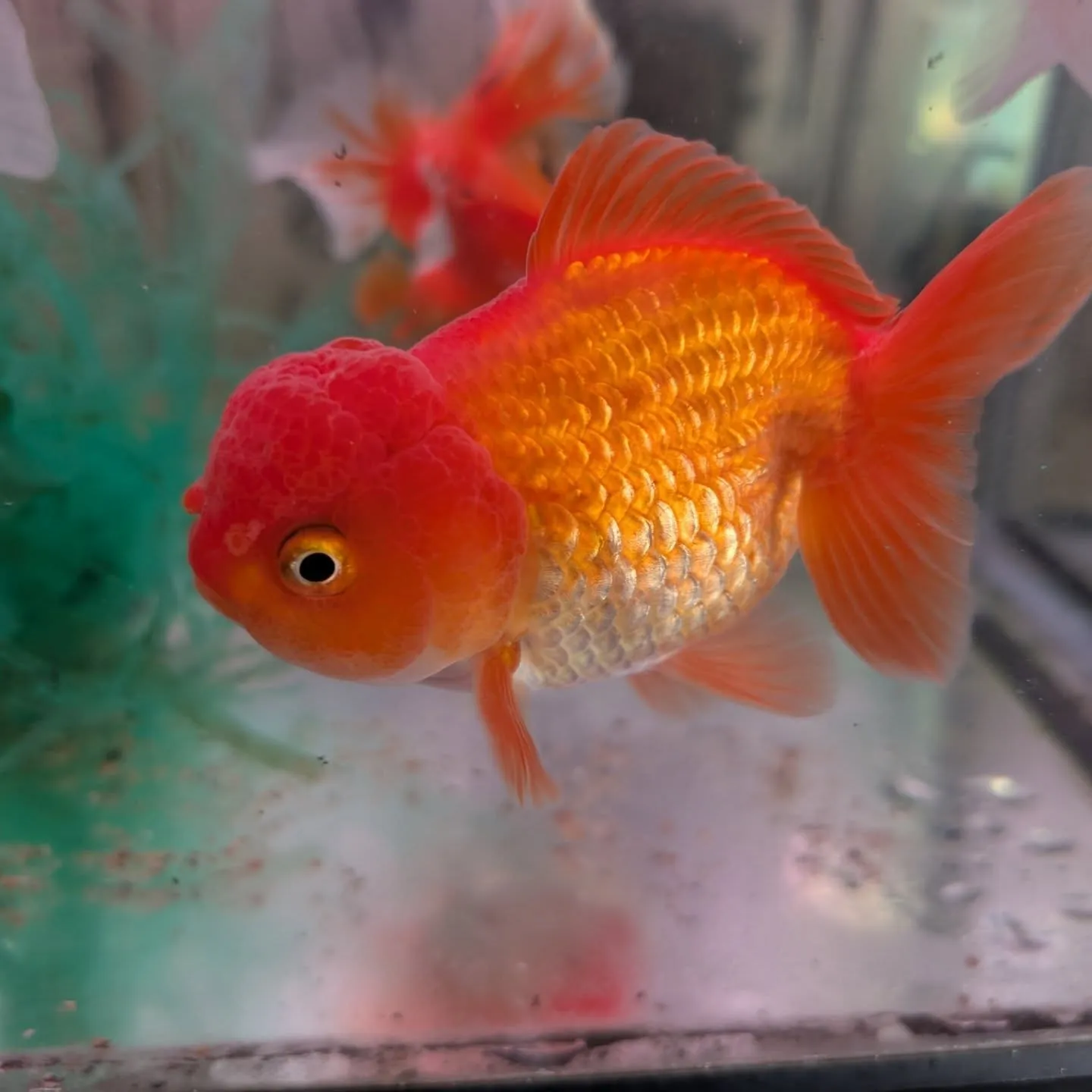 本日の入荷情報✨(金魚、エビ、鯉仔)