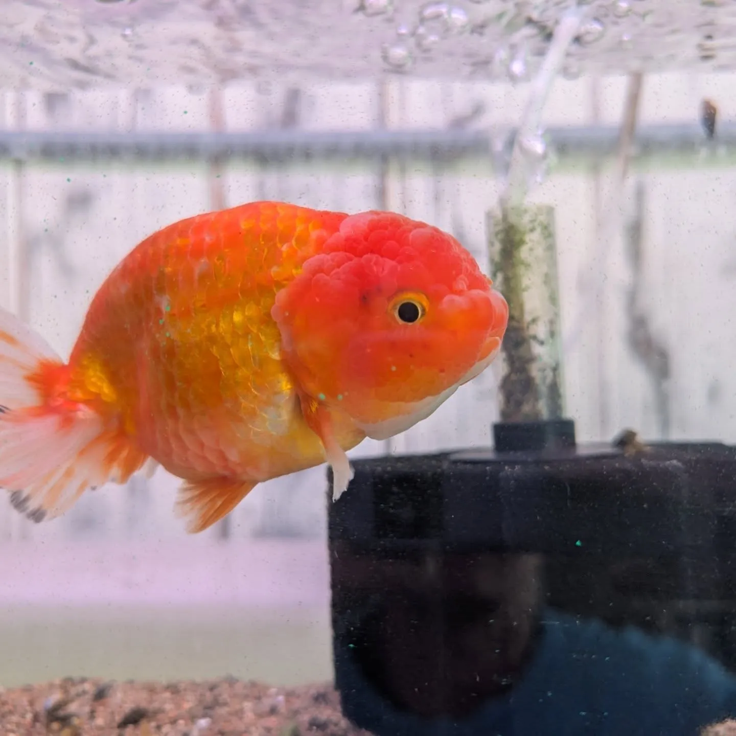 本日の入荷情報✨(金魚、エビ、鯉仔)
