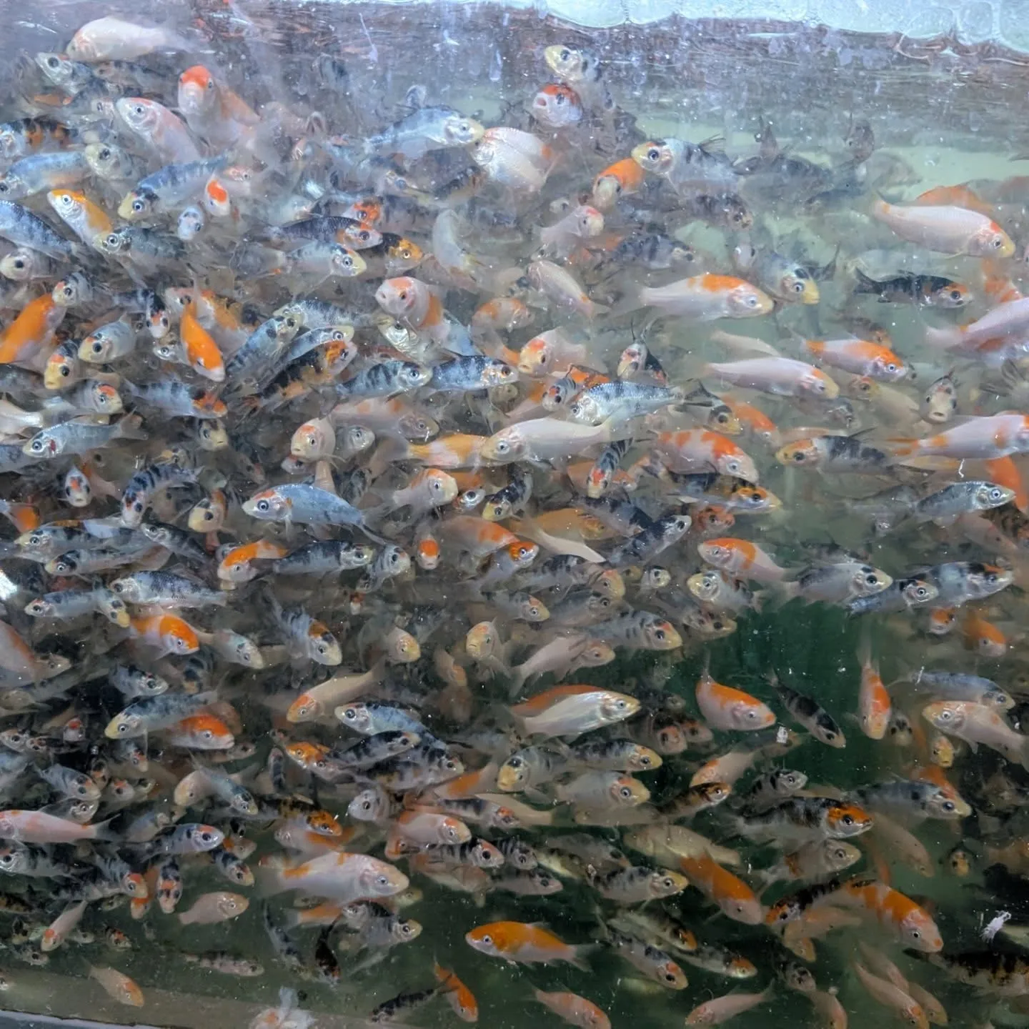 本日の入荷情報✨(金魚、エビ、鯉仔)