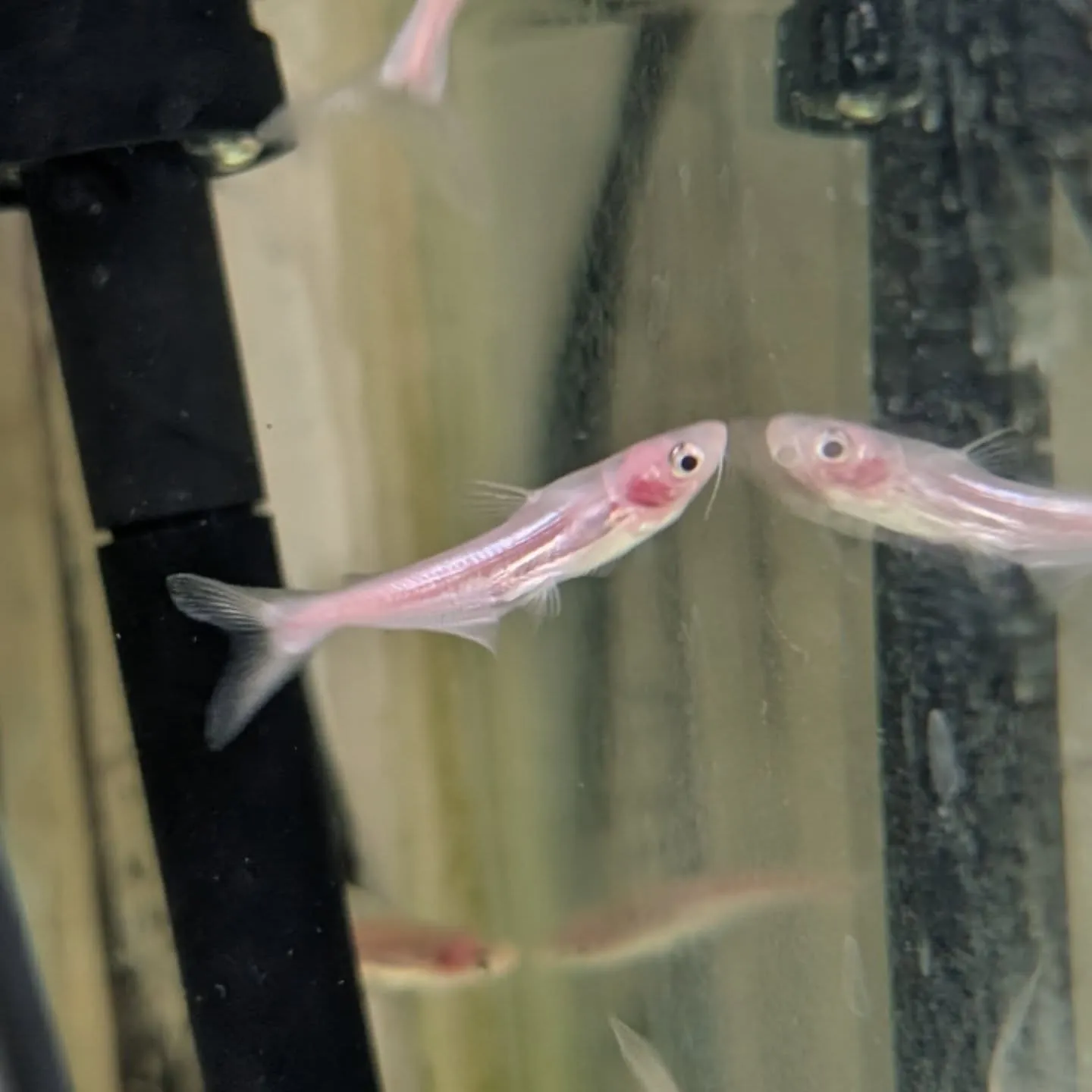 本日の入荷情報✨(熱帯魚)