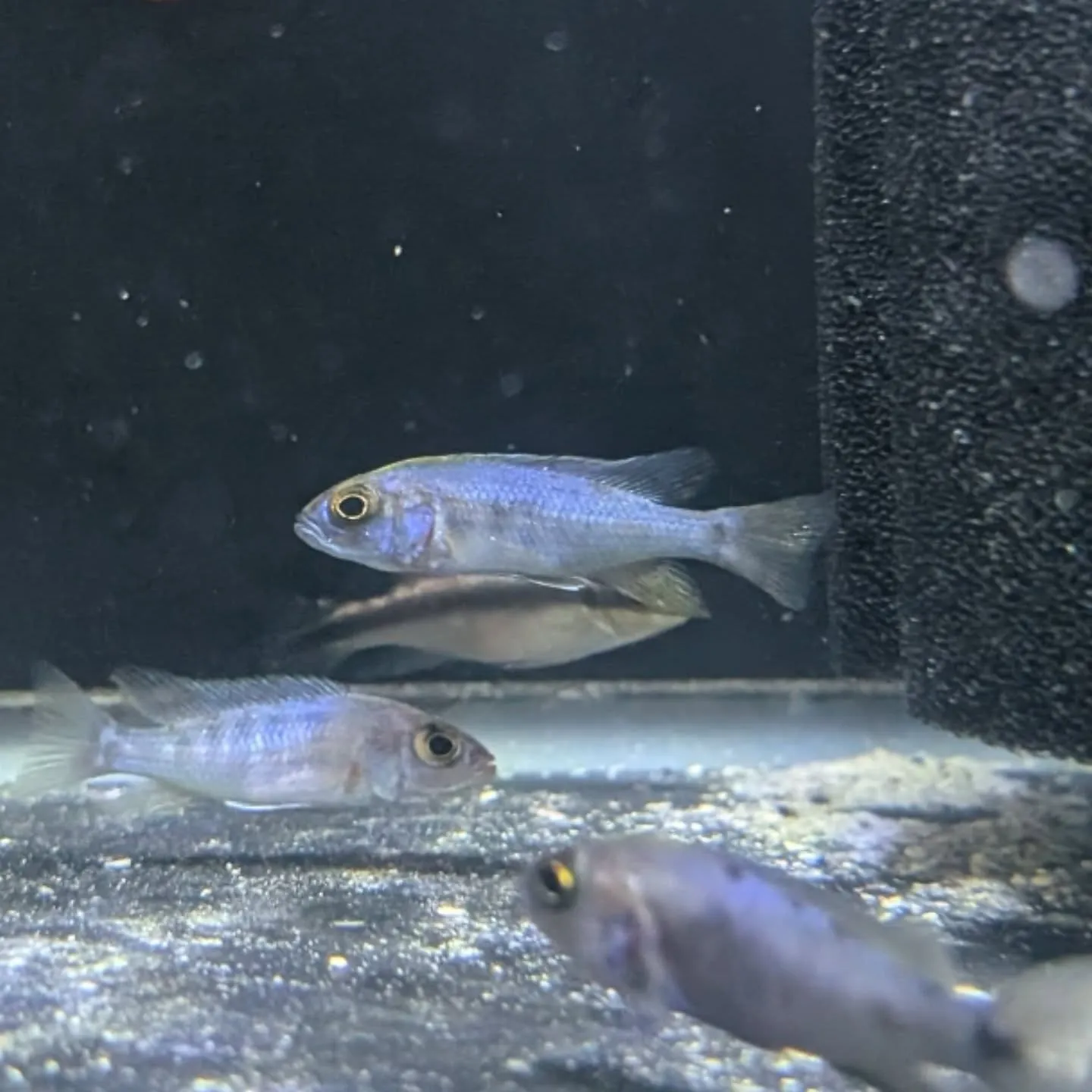 本日の入荷情報✨(熱帯魚)