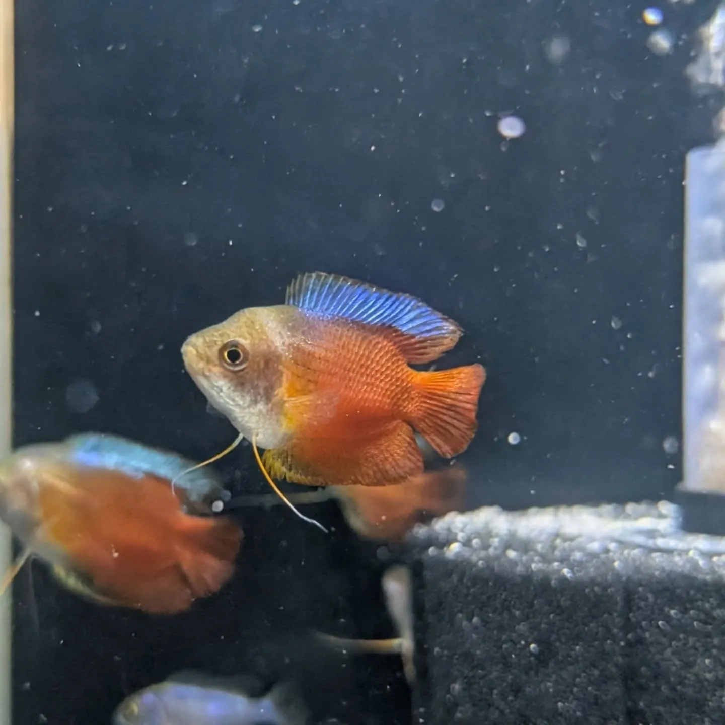本日の入荷情報✨(熱帯魚)
