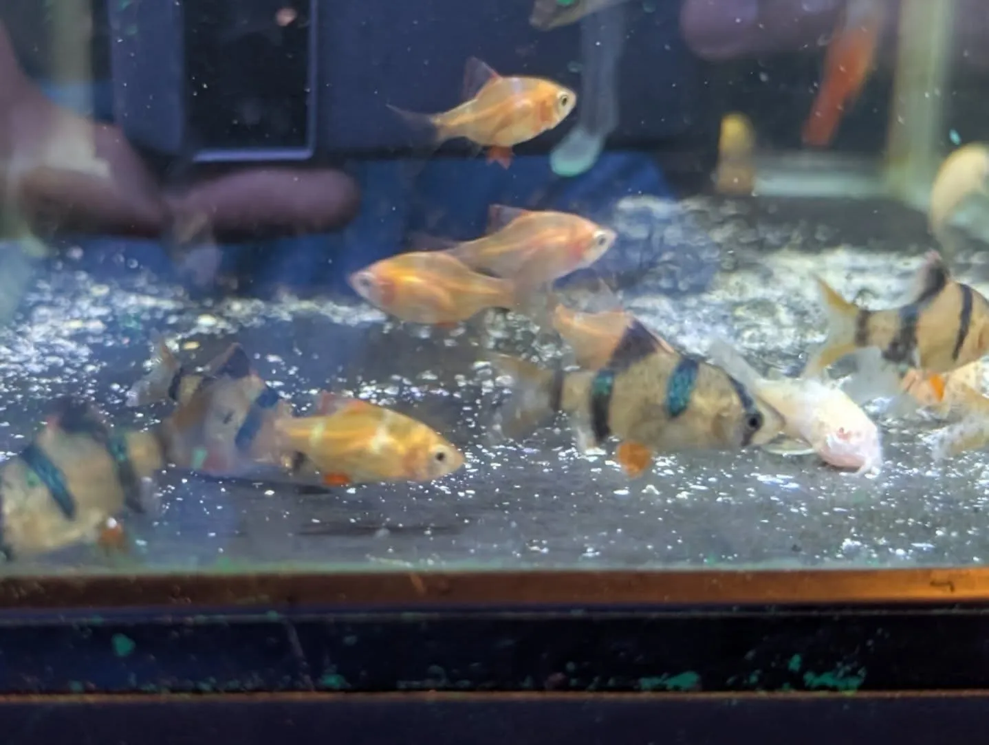 本日の入荷情報✨(熱帯魚)