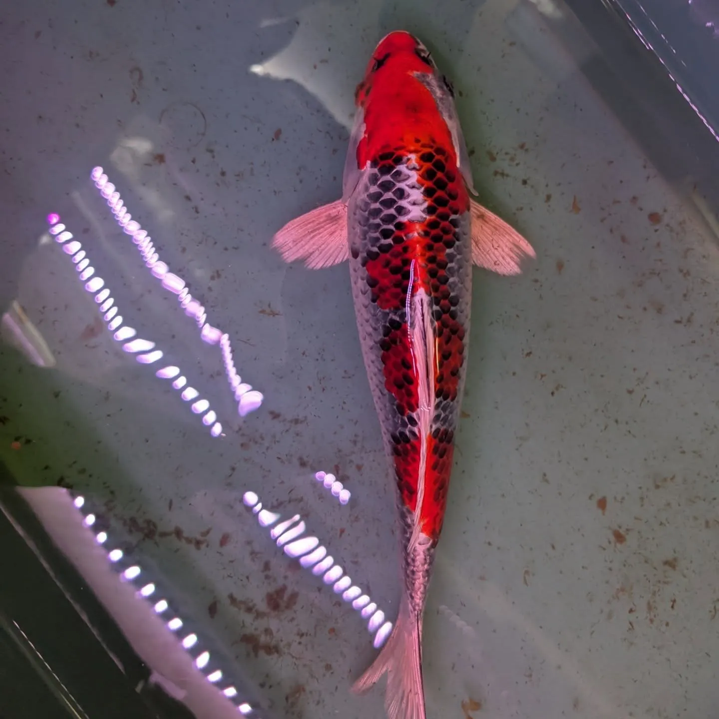 本日の入荷情報✨(カニ、錦鯉、金魚)