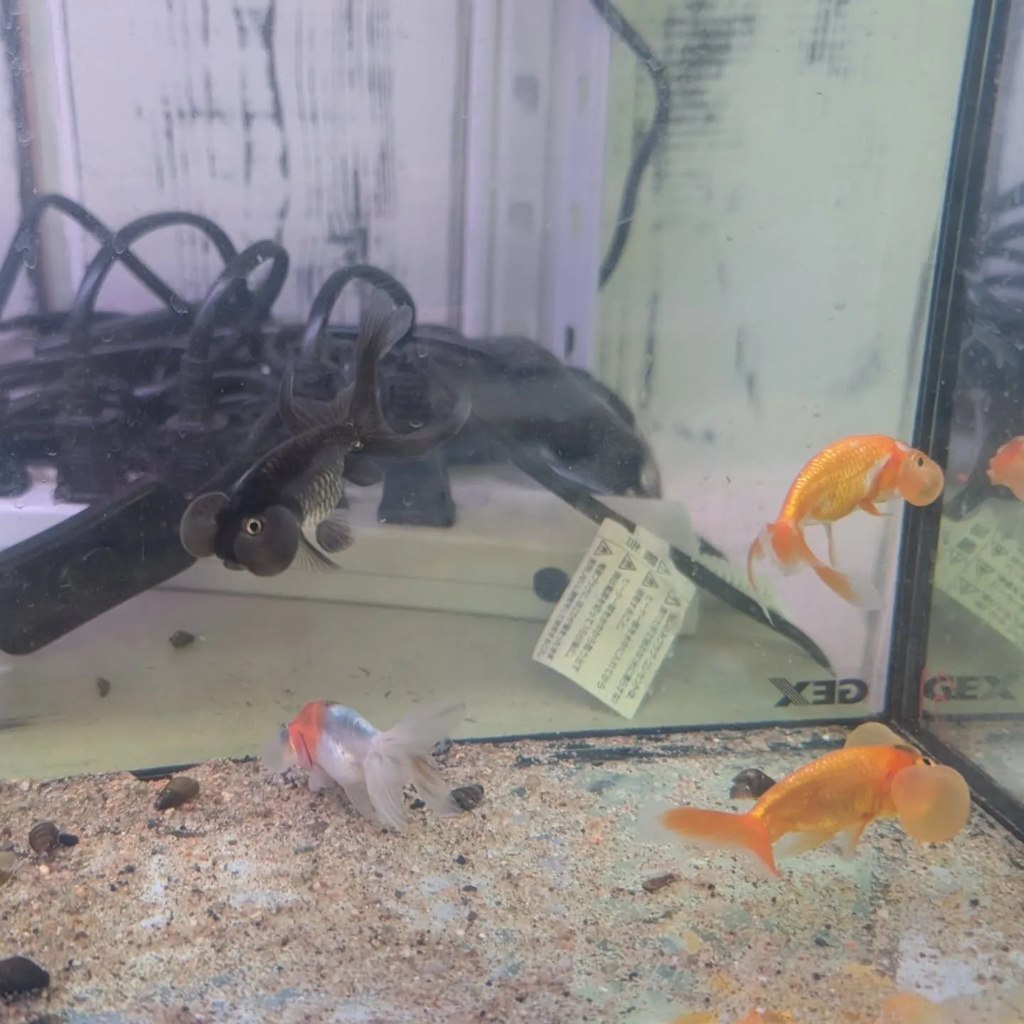 本日の入荷情報✨(カニ、錦鯉、金魚)