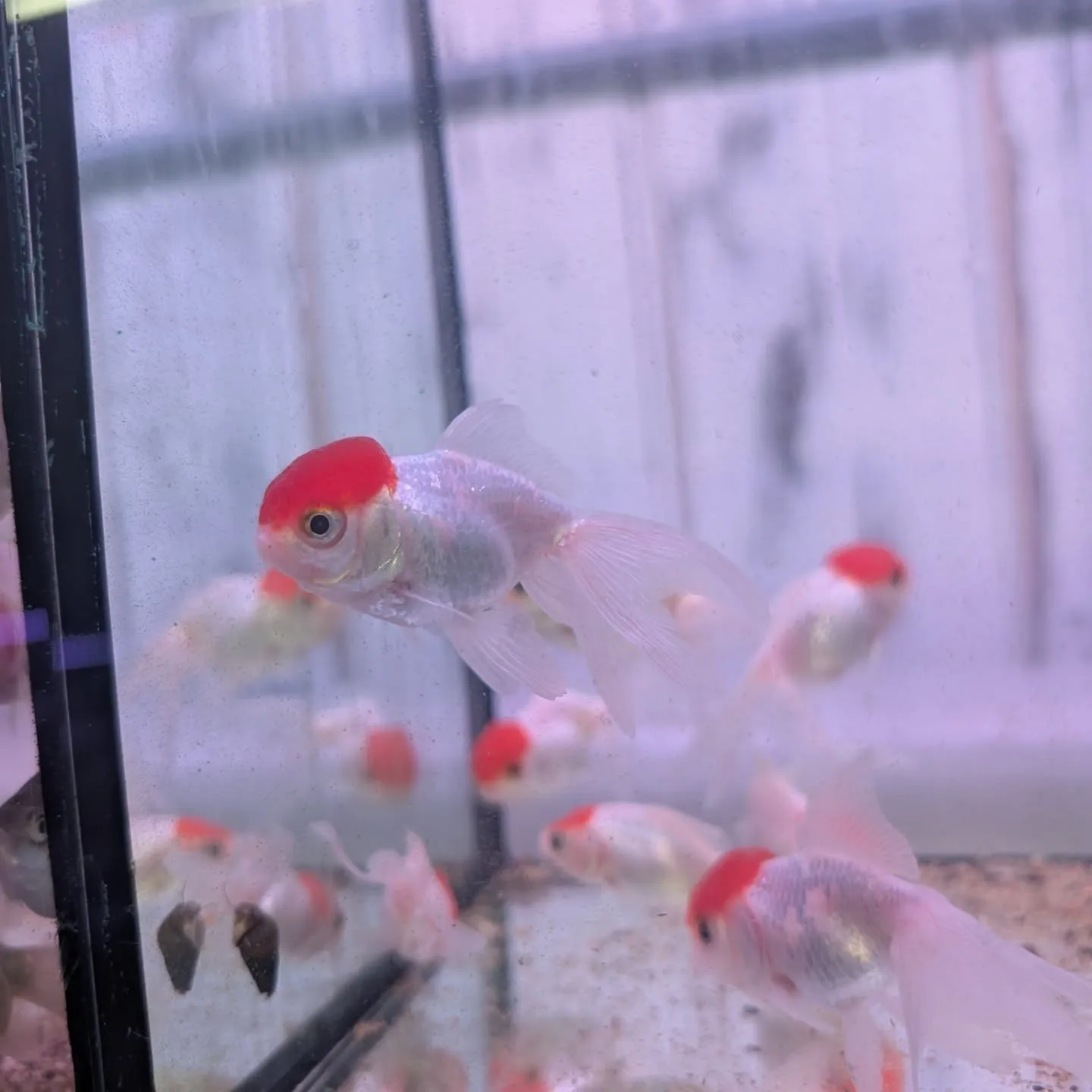 本日の入荷情報✨(カニ、錦鯉、金魚)
