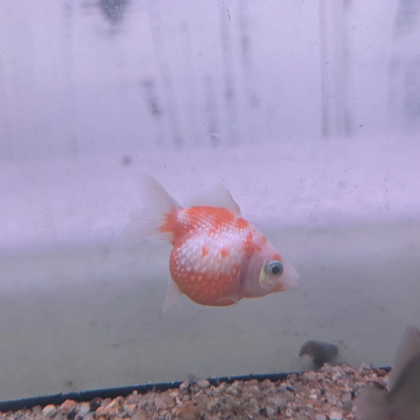 本日の入荷情報✨(カニ、錦鯉、金魚)
