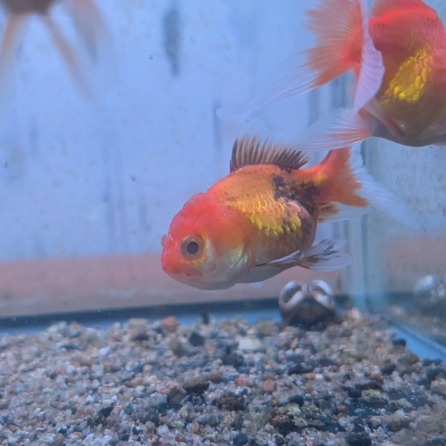 本日の入荷情報✨(カニ、錦鯉、金魚)