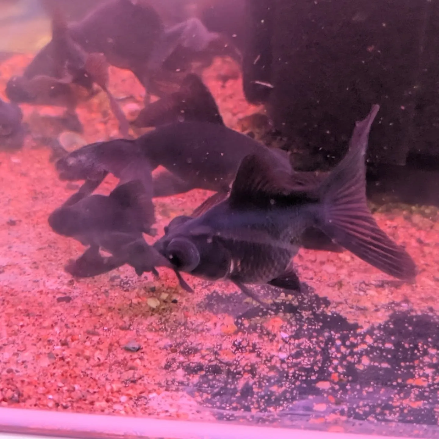 本日の入荷情報✨(カニ、錦鯉、金魚)