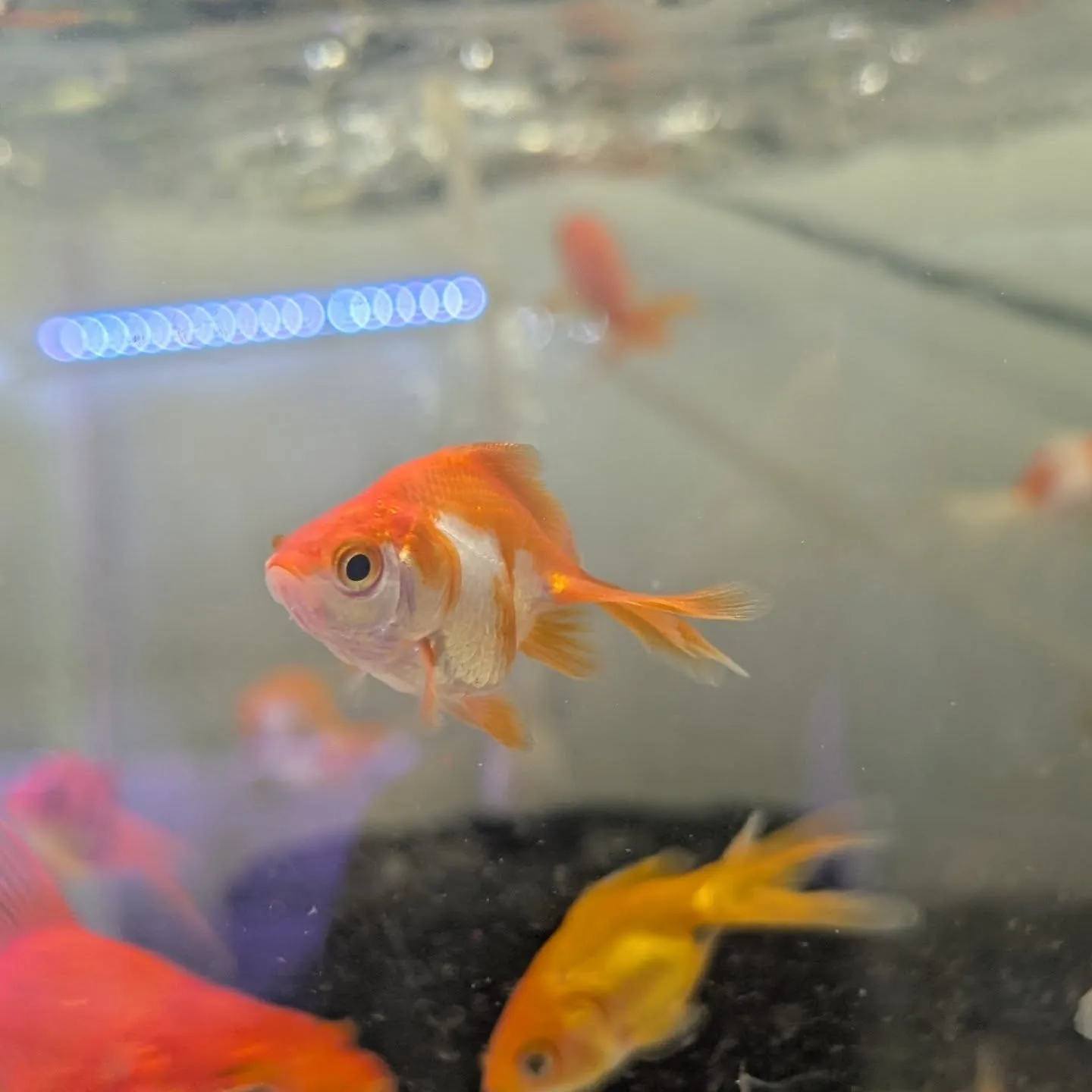 本日の入荷情報✨(カニ、錦鯉、金魚)