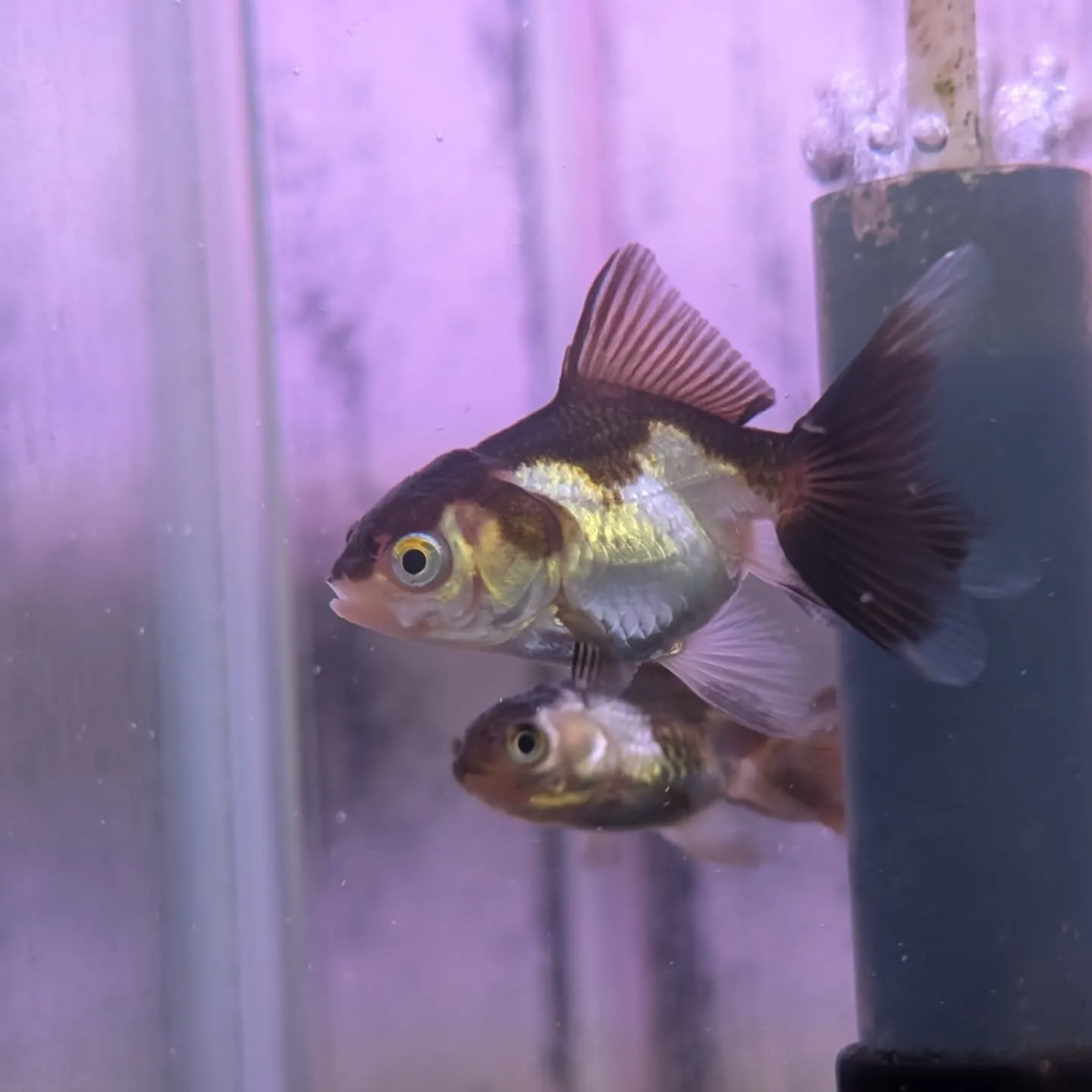 本日の入荷情報✨(金魚、熱帯魚、水草)