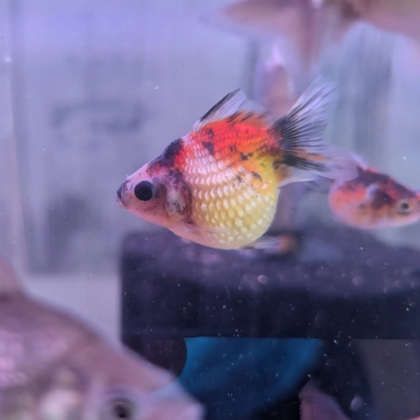 本日の入荷情報✨(金魚、熱帯魚、水草)