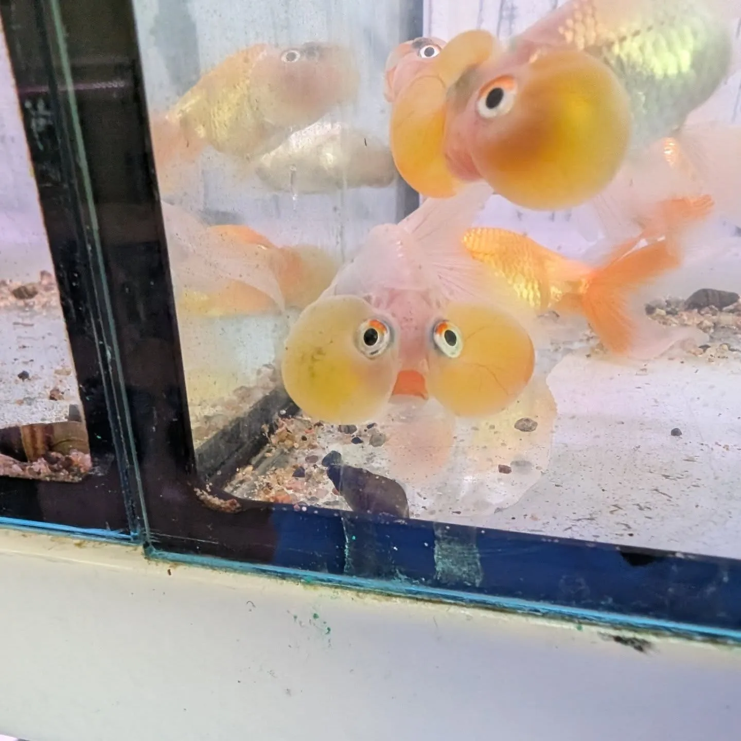 本日の入荷情報✨(金魚、熱帯魚、水草)