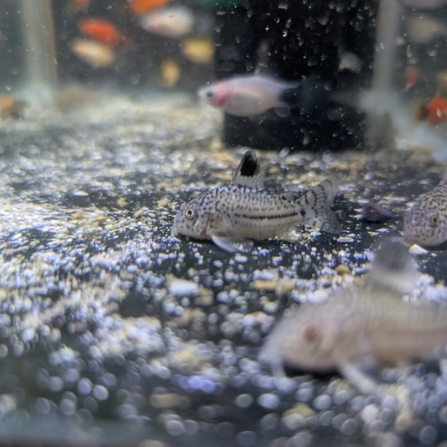 本日の入荷情報✨(金魚、熱帯魚、水草)