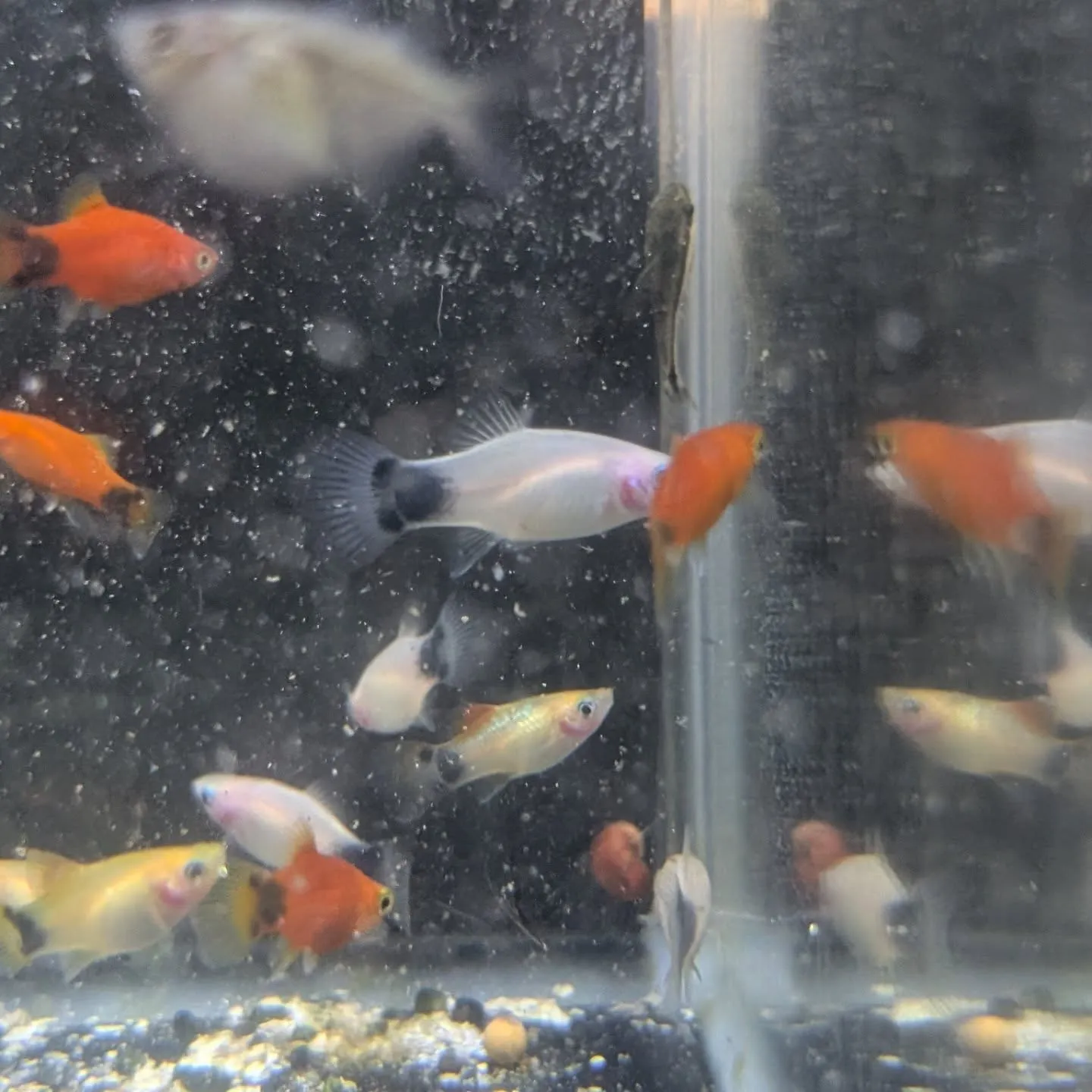 本日の入荷情報✨(金魚、熱帯魚、水草)