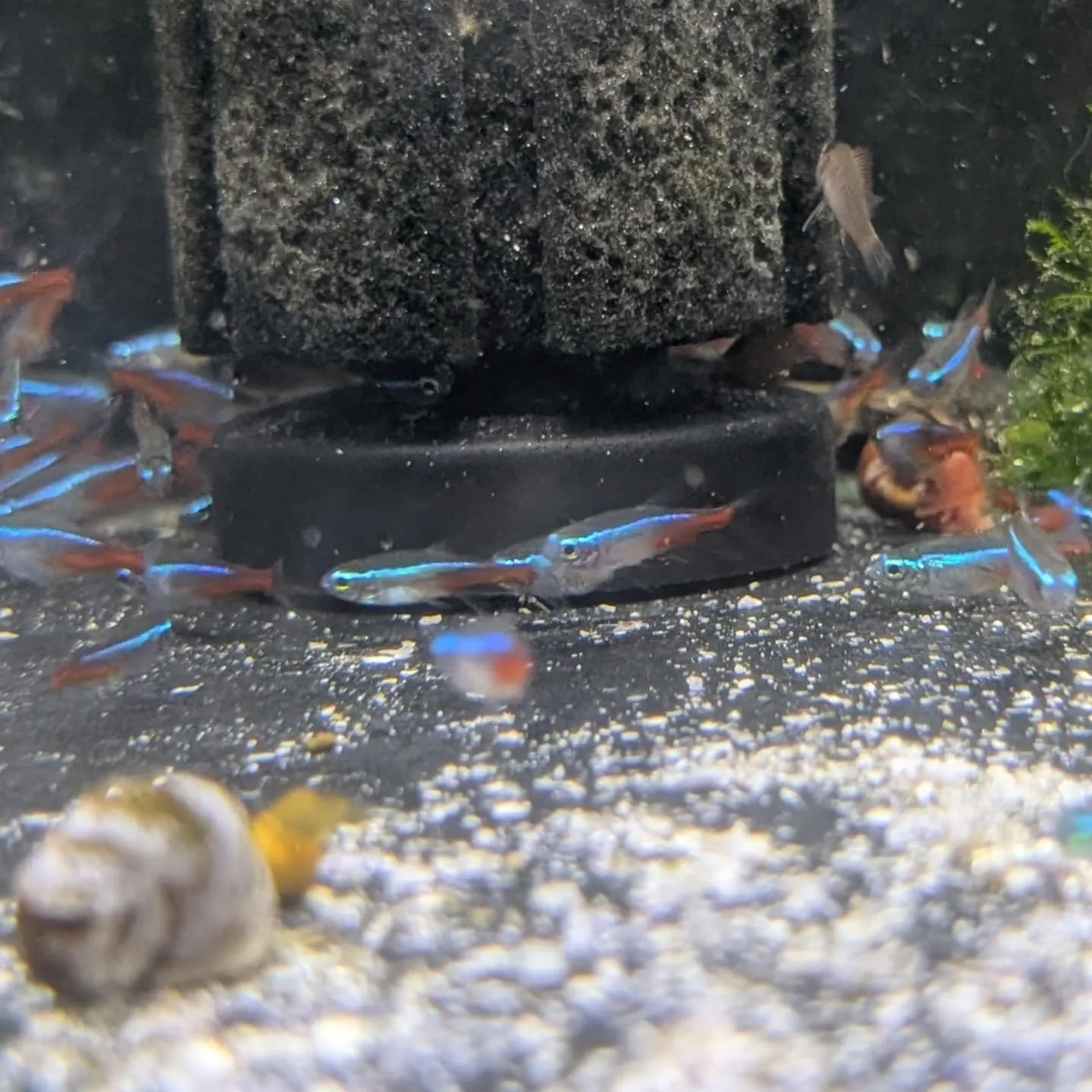 本日の入荷情報✨(金魚、熱帯魚、水草)