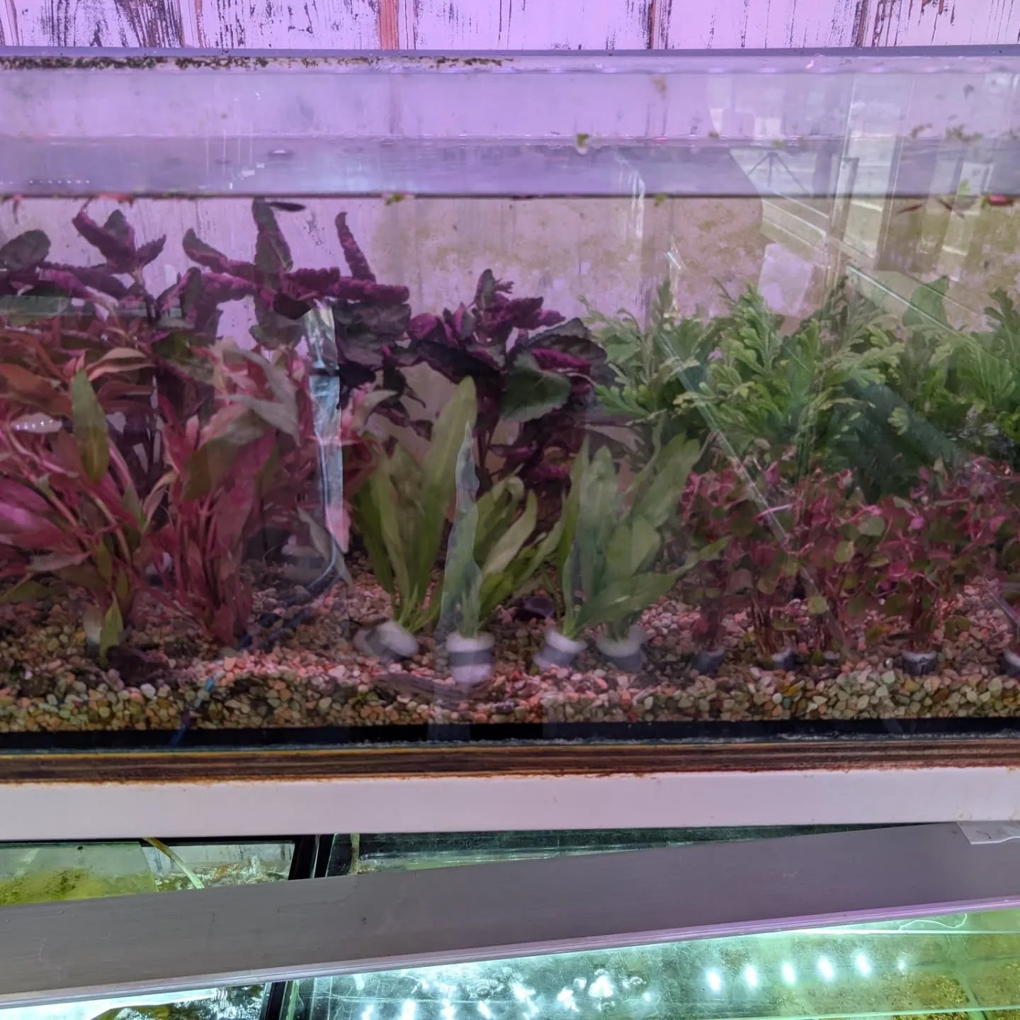 本日の入荷情報✨(金魚、熱帯魚、水草)