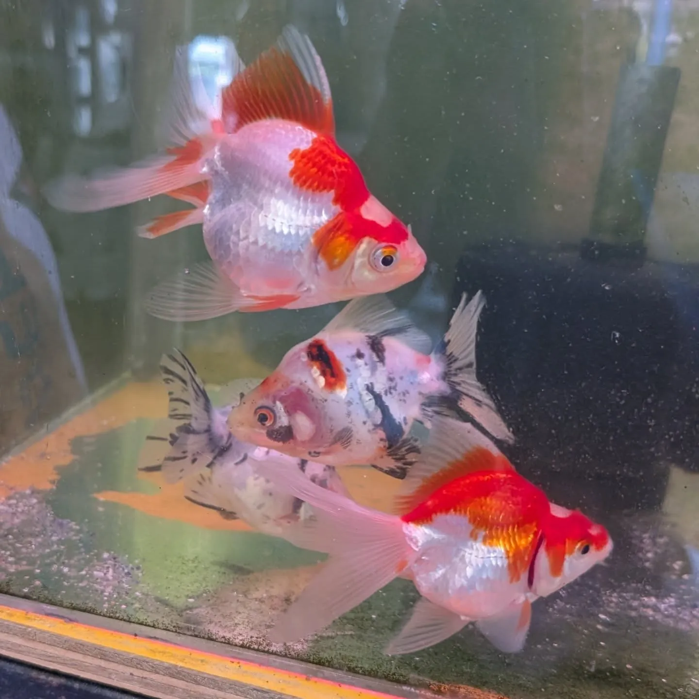 本日の入荷情報✨(金魚)
