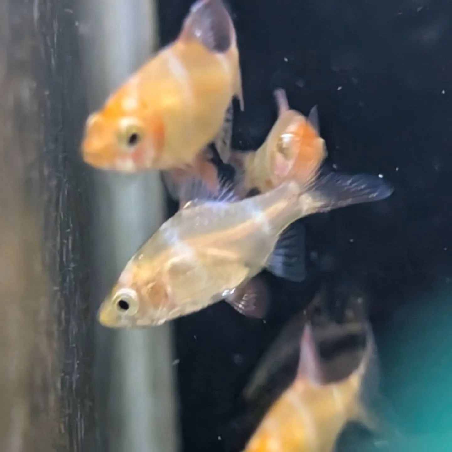 本日の入荷情報✨(熱帯魚)